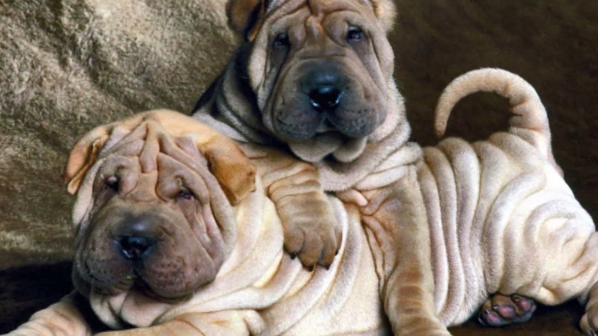 Собаки и люди: порода шарпей и секреты грумеров