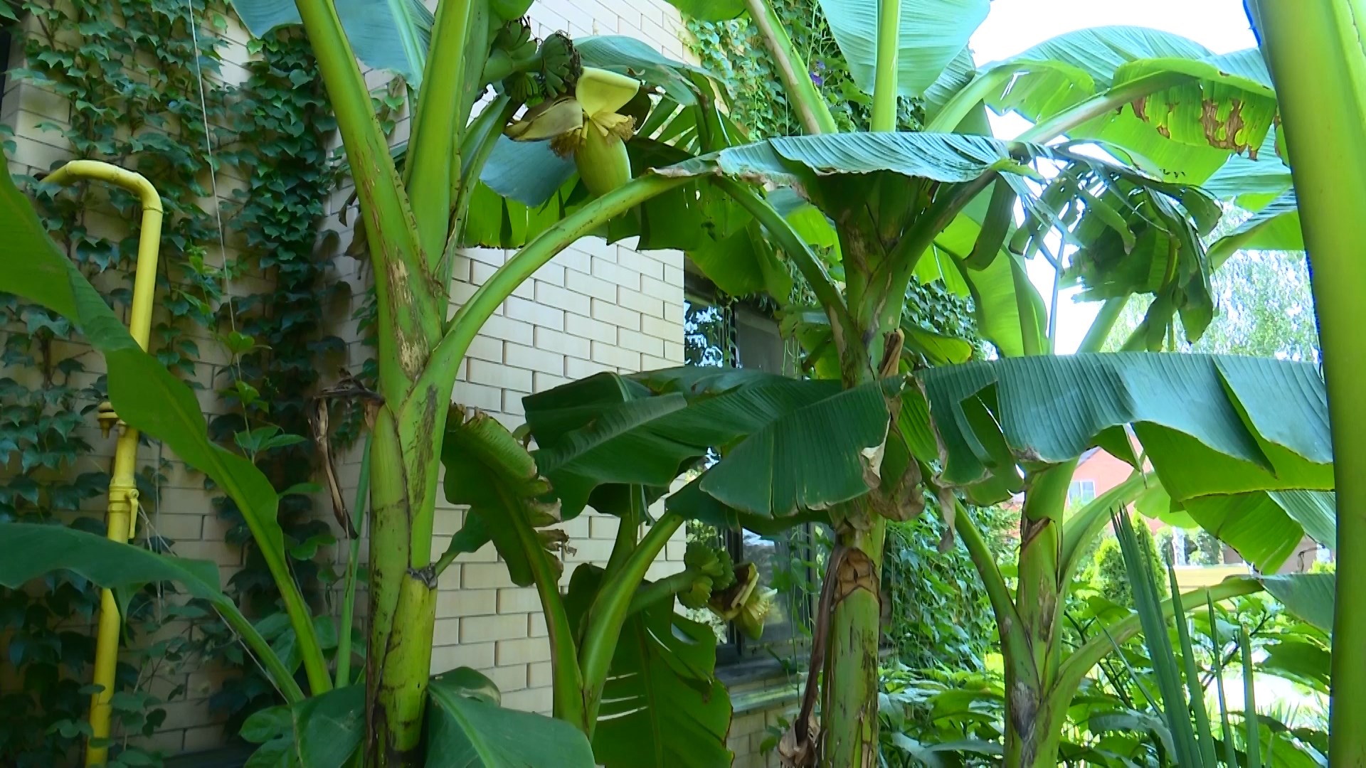 Ростов в сети: плоды на банановых деревьях, удачный улов и странные ДТП