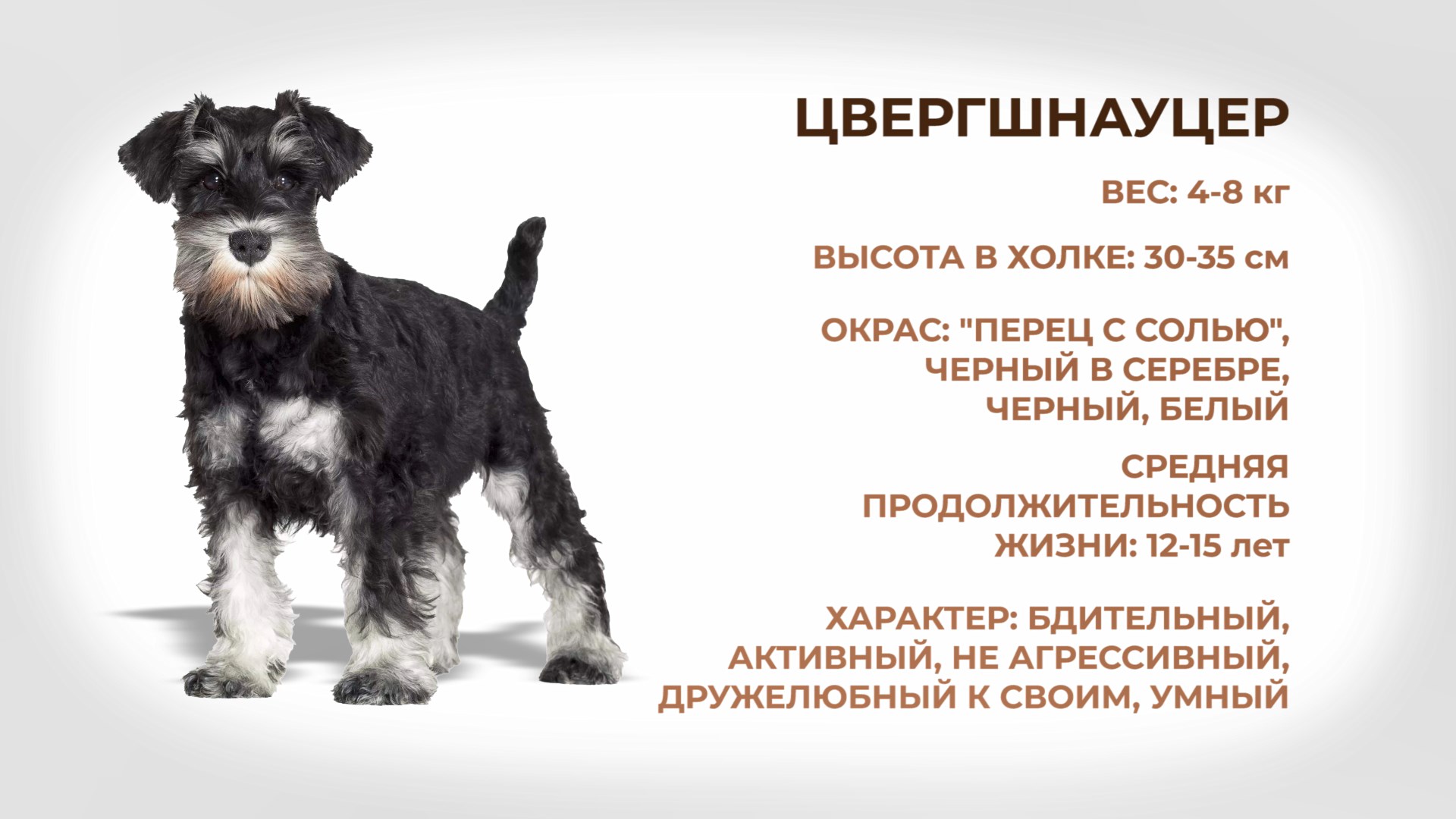 Собаки и люди: порода цвергшнауцер
