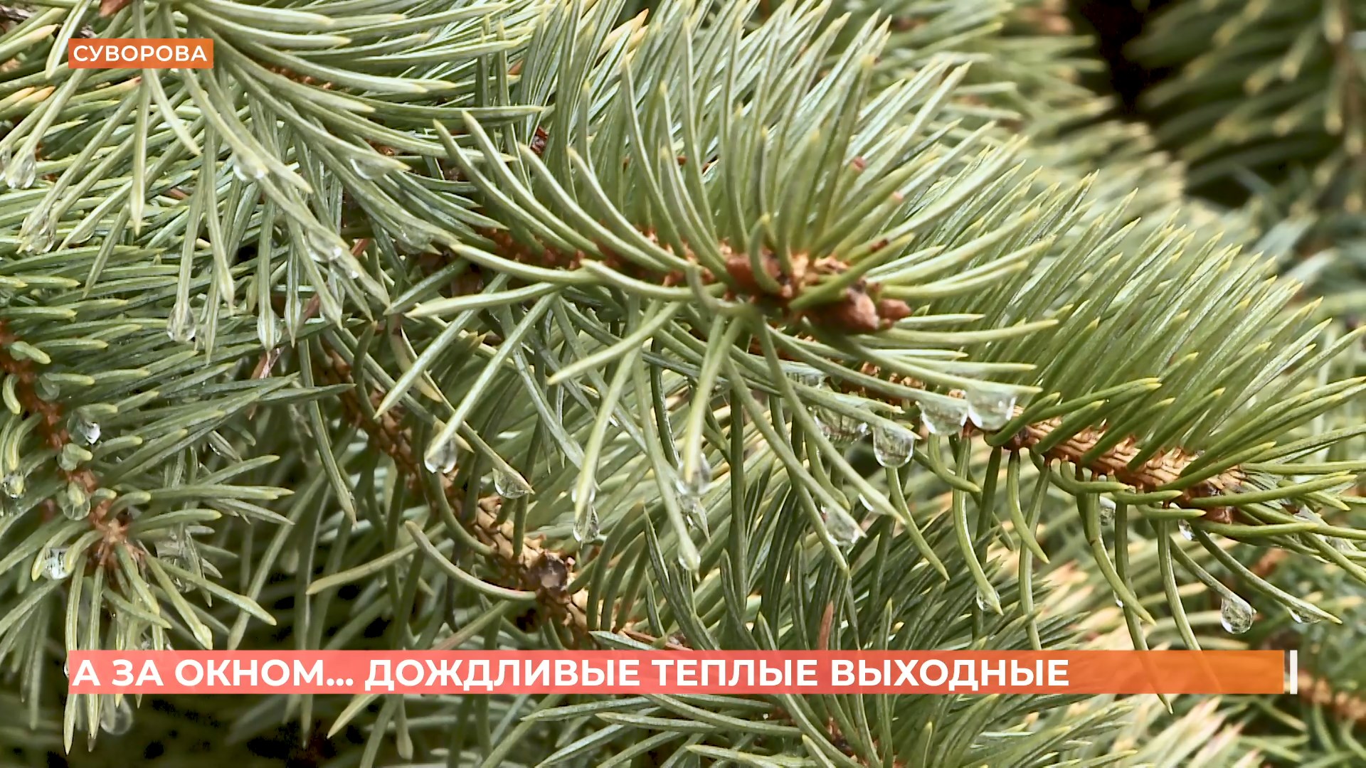 А за окном. 24 января 2025