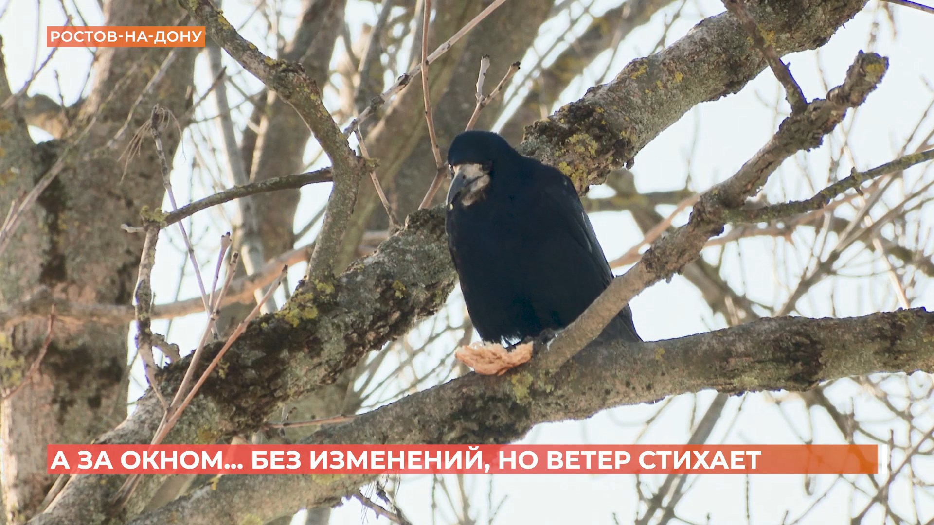 А за окном. 11 февраля 2025