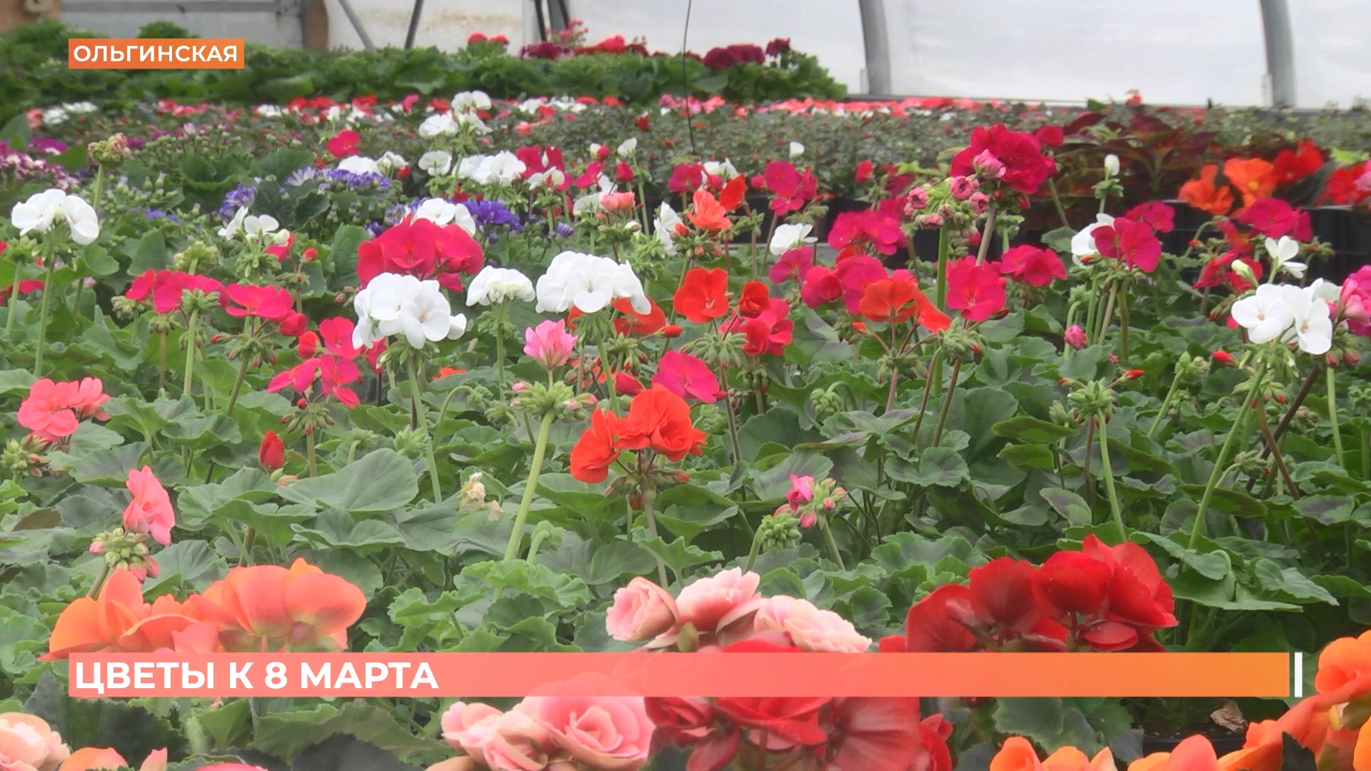 Старый базар. 8 марта 2025