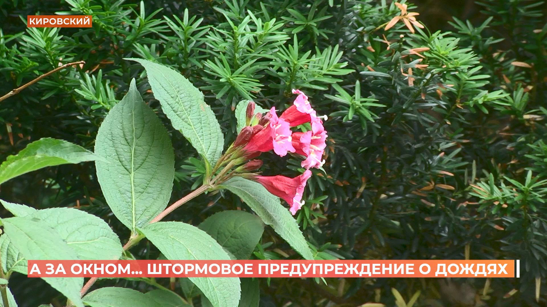 А за окном. 29 мая 2025