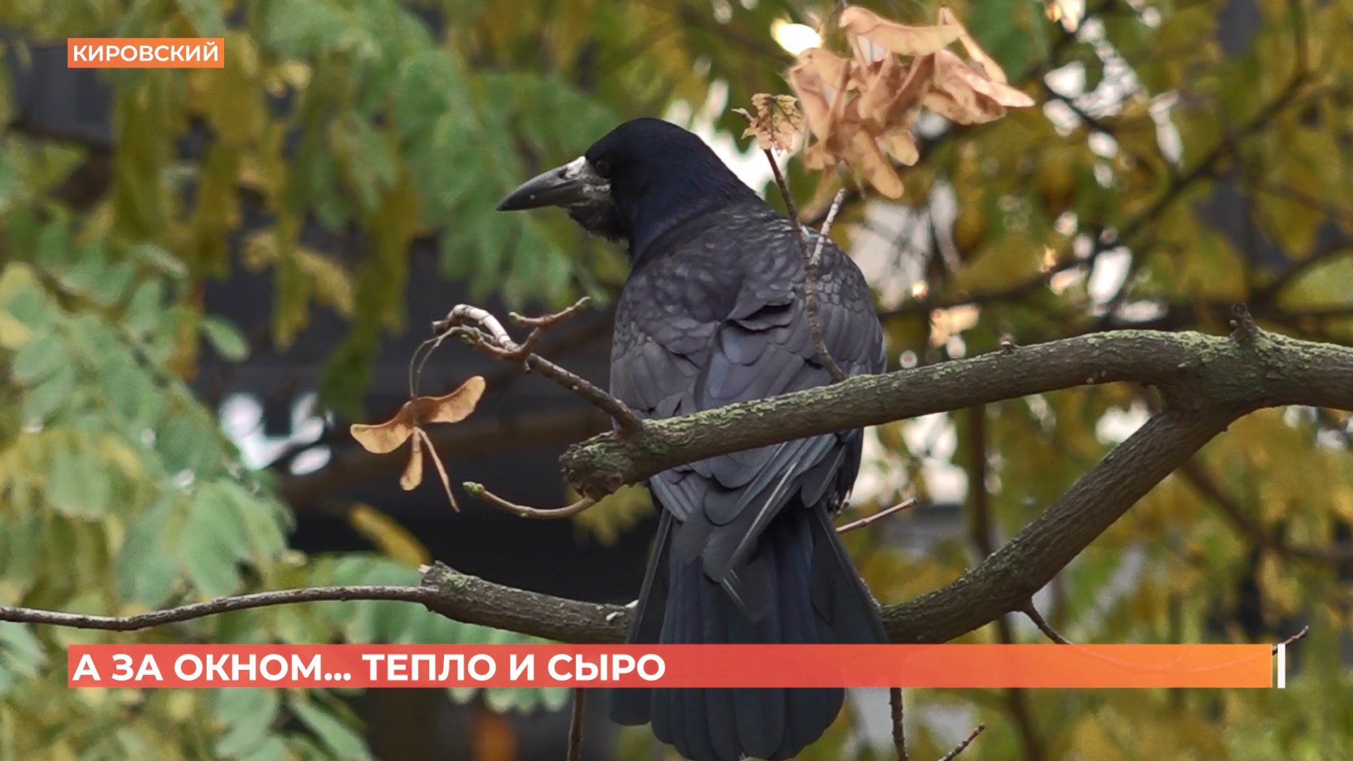 А за окном. 11 ноября 2025