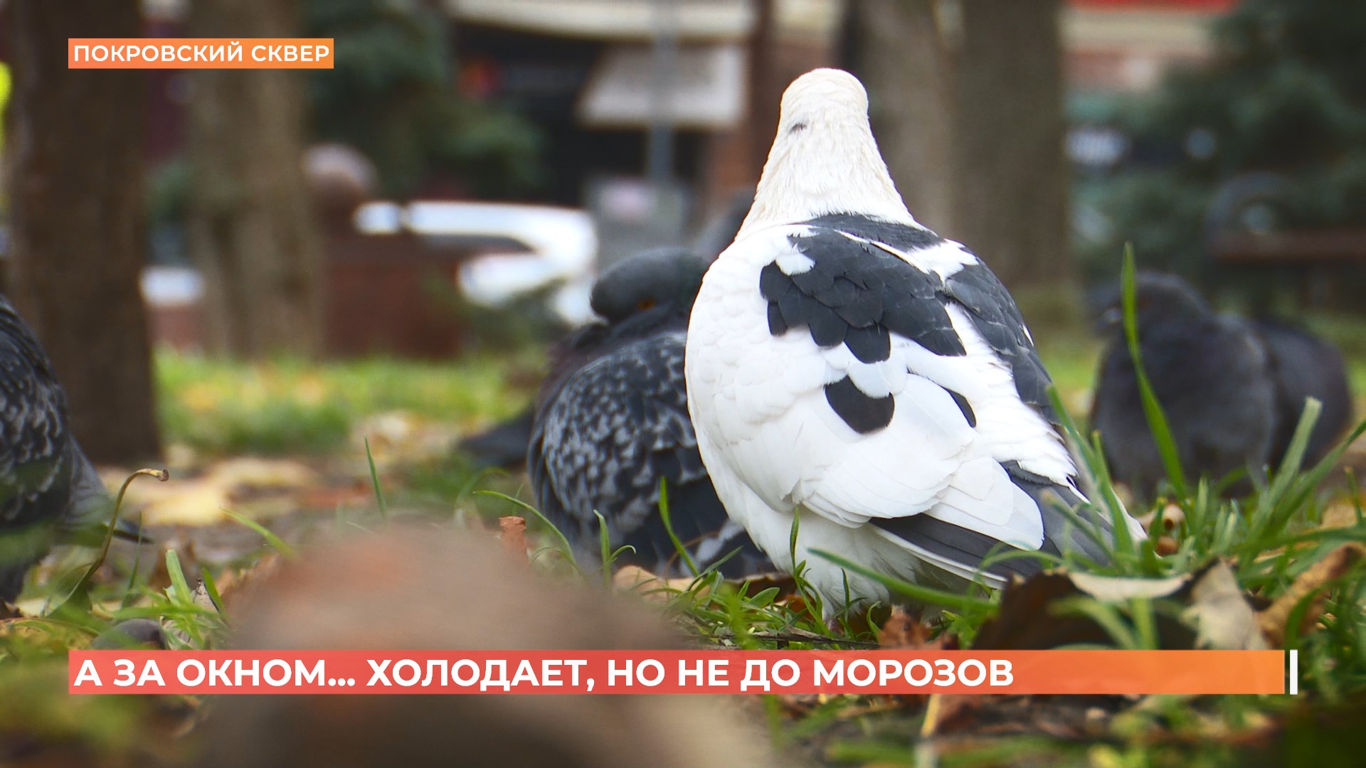 А за окном. 24 ноября 2025