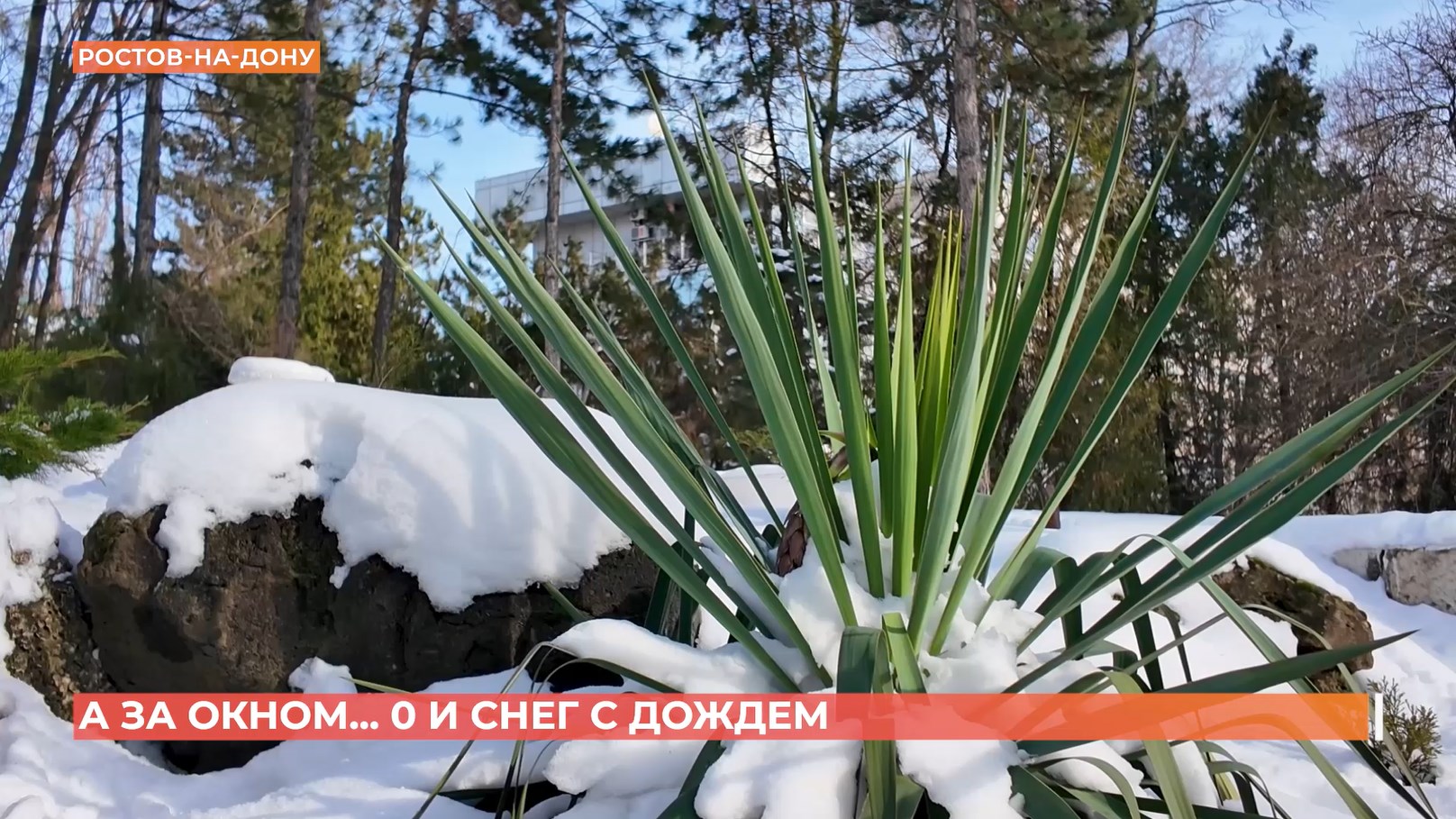 А за окном. 29 января 2026