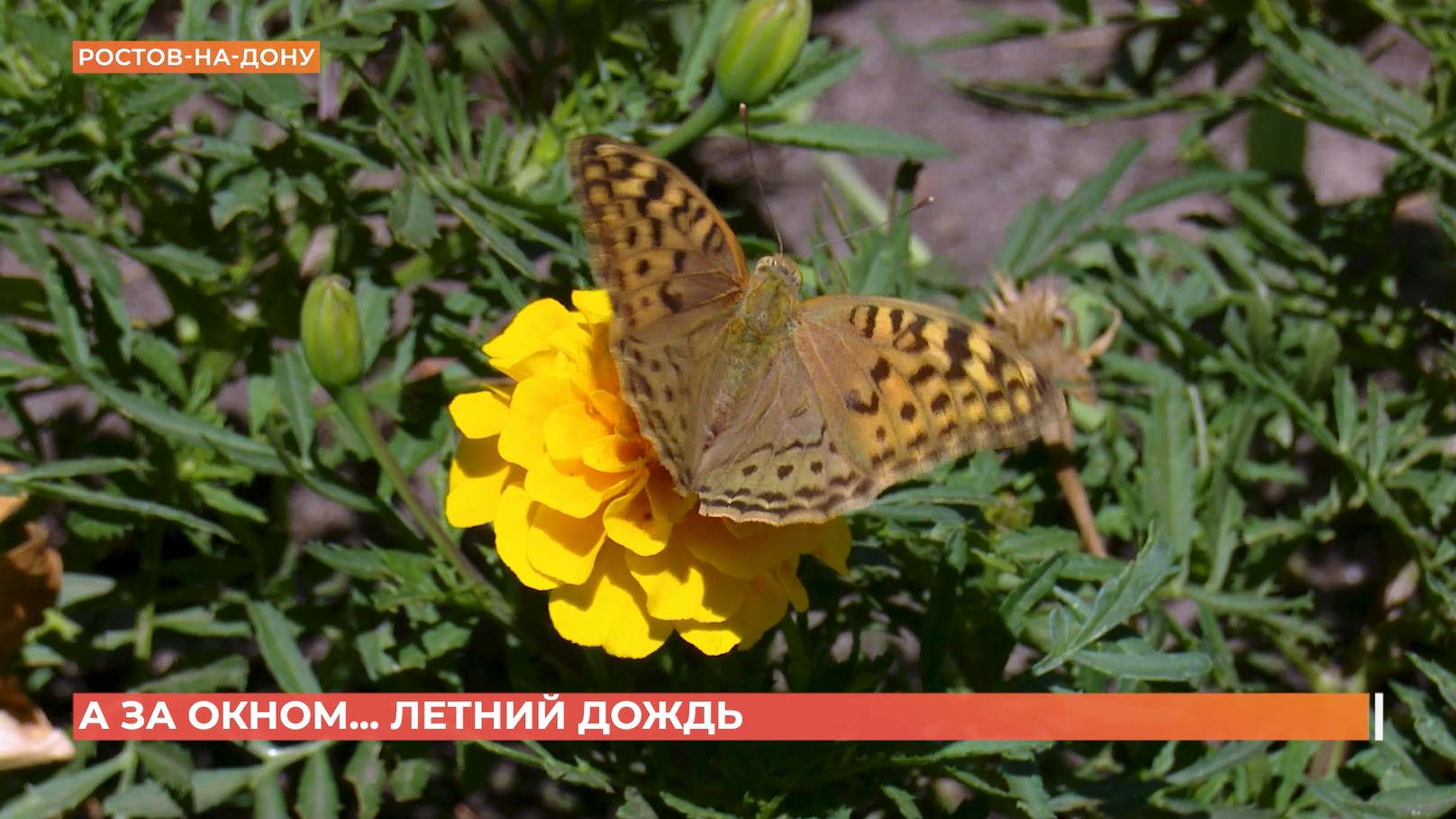 А за окном. 14 июля 2026