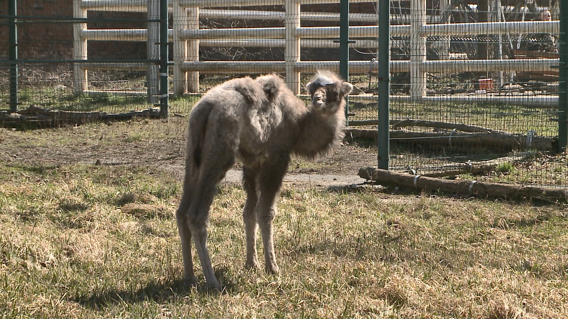 Дымка — так назвали верблюжонка, родившегося в ростовском зоопарке три недели назад