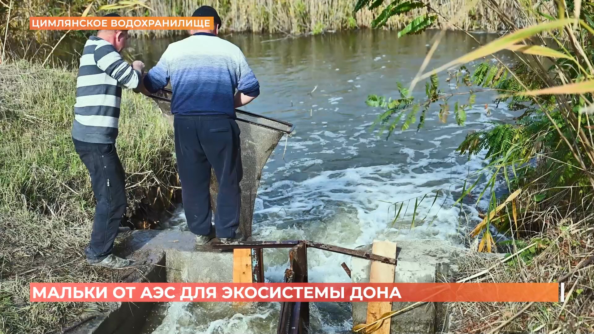 Мальков для очистки Цимлянского водохранилища выпустила Ростовская АЭС