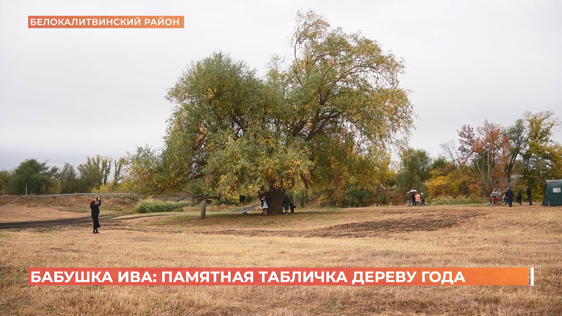 Белокалитвинская бабушка-ива признана в этом году главным деревом страны