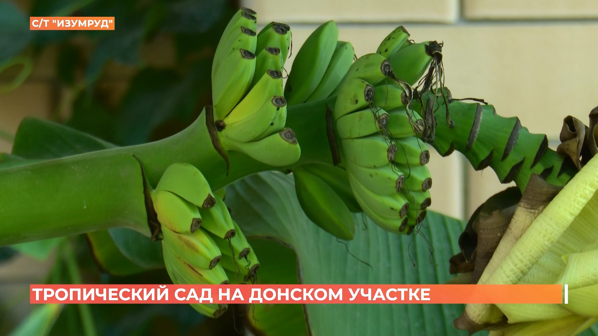 Из-за тропической жары в Ростове ожидается урожай бананов