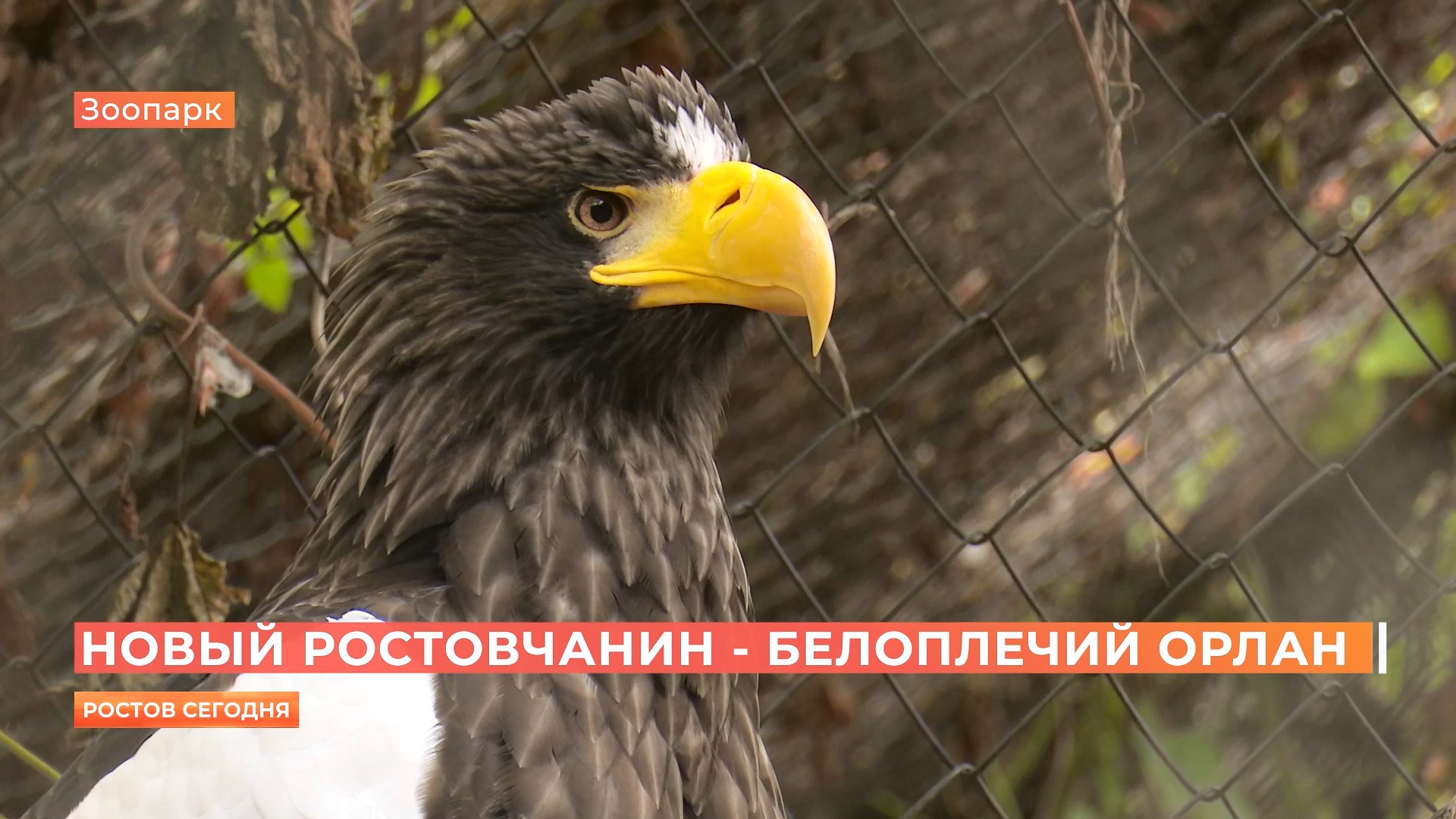 Белоплечий орлан поселился в Ростовском зоопарке