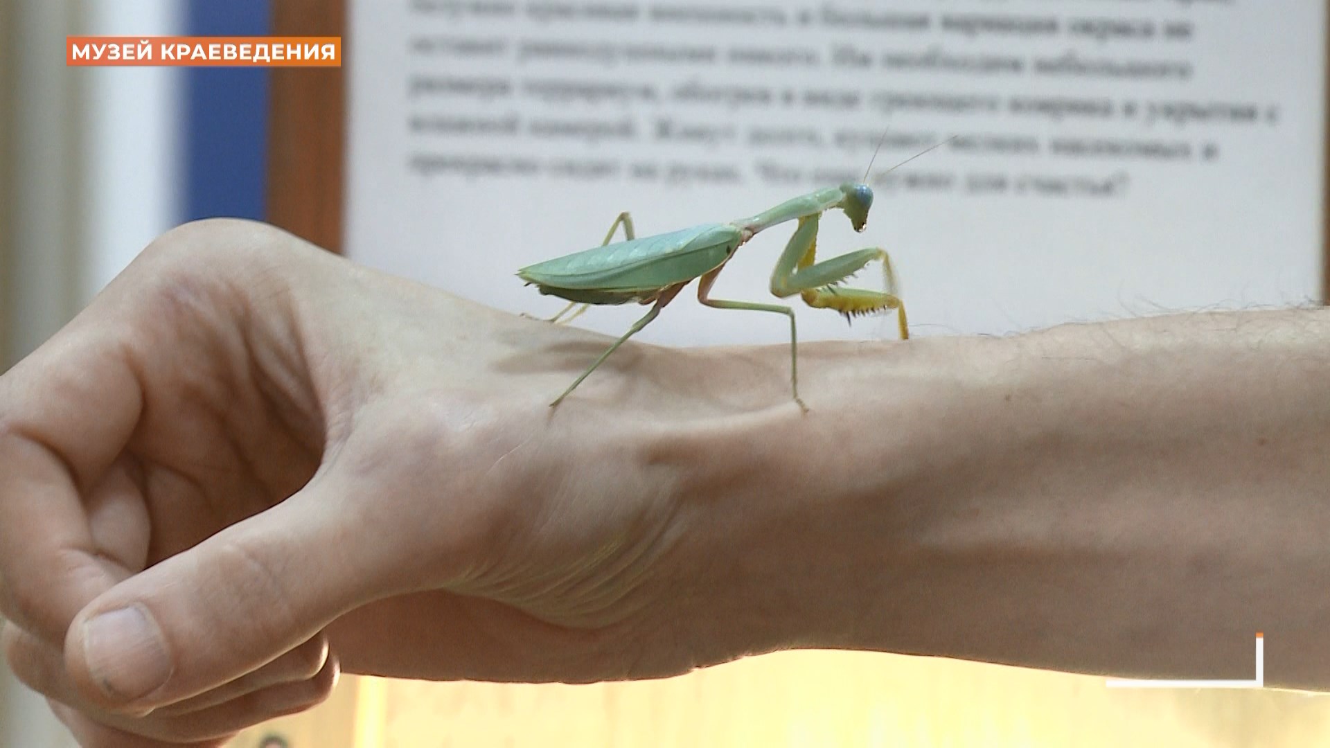 Насекомые с другой планеты: уникальная выставка богомолов в музее краеведения