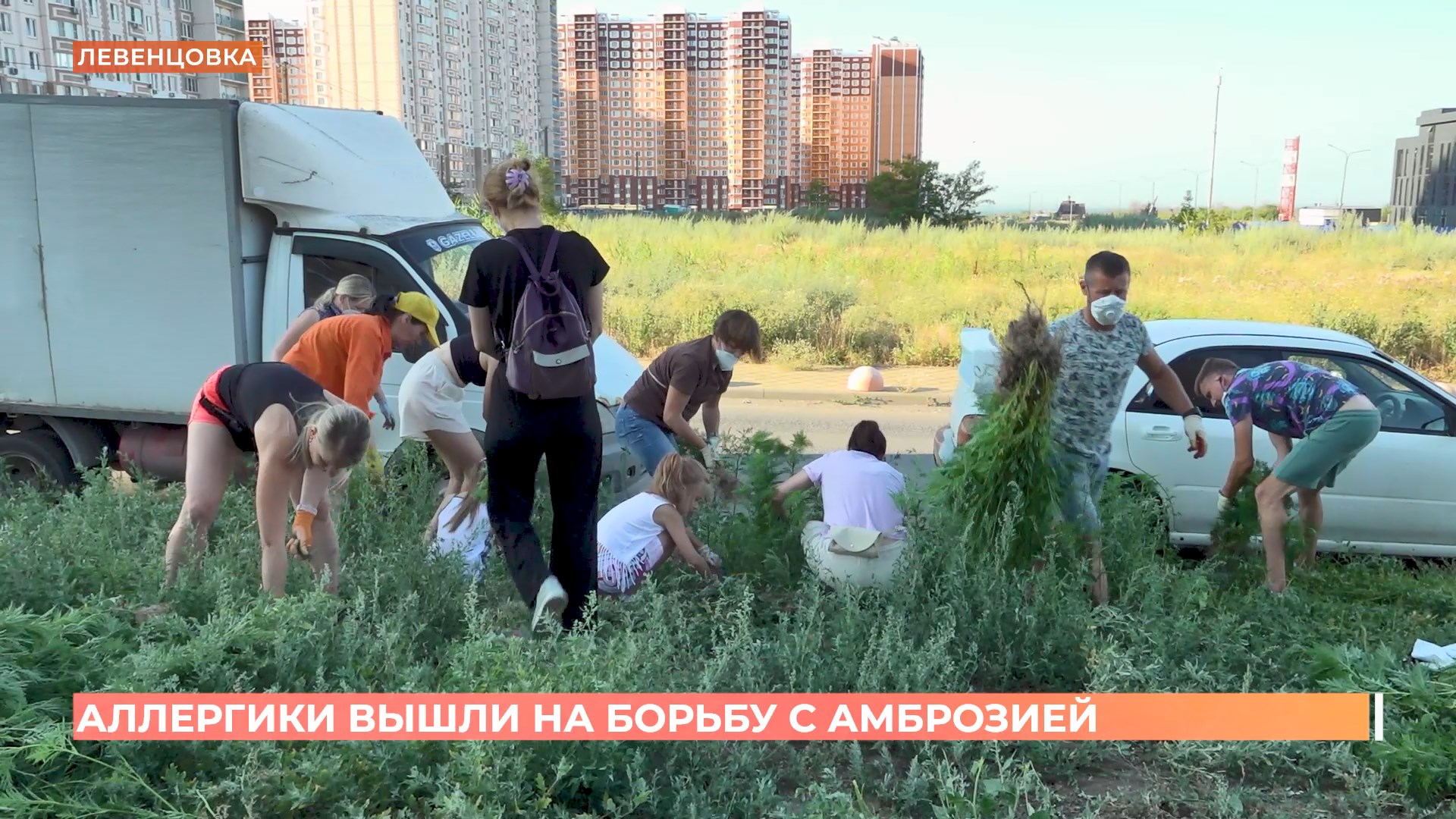 В Ростове ведется борьба с амброзией