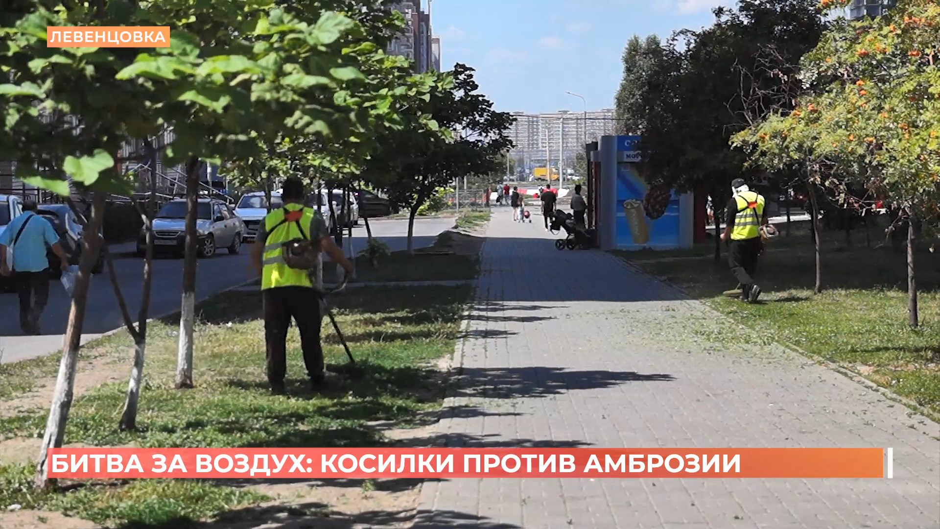 Битва за воздух: в Ростове ведут борьбу амброзией