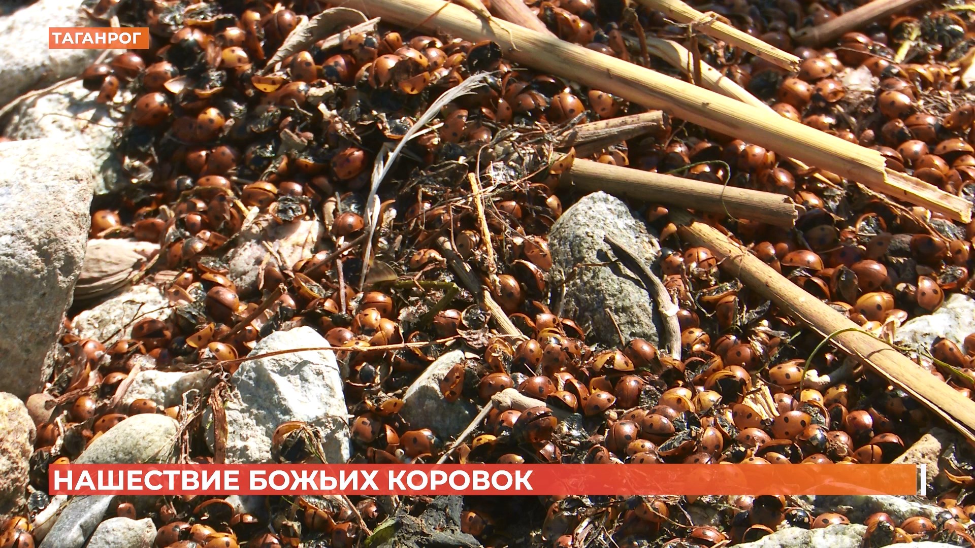 Нашествие божьих коровок. Нашествие Божьих коровок в Анапе. Нашествие Божьих коровок в Анапе 2022. Анапа нашествия Божьих коровок 2023г. Нашествие Божьих коровок 2021.