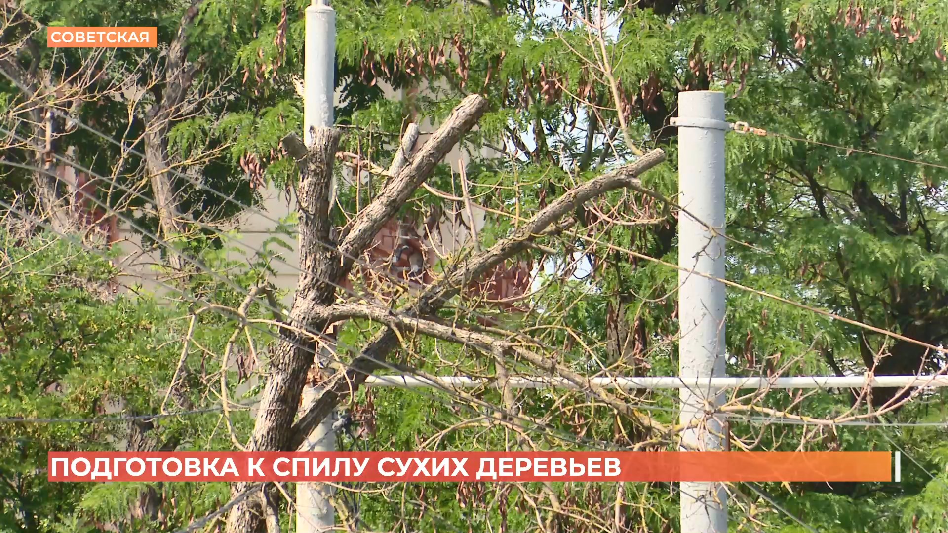 Обрезку аварийно-опасных деревьев проведут в Пролетарском районе Ростова