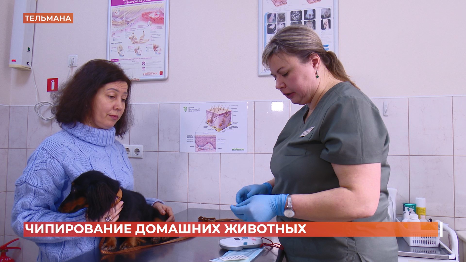 Чипирование домашних животных: для чего и как делают