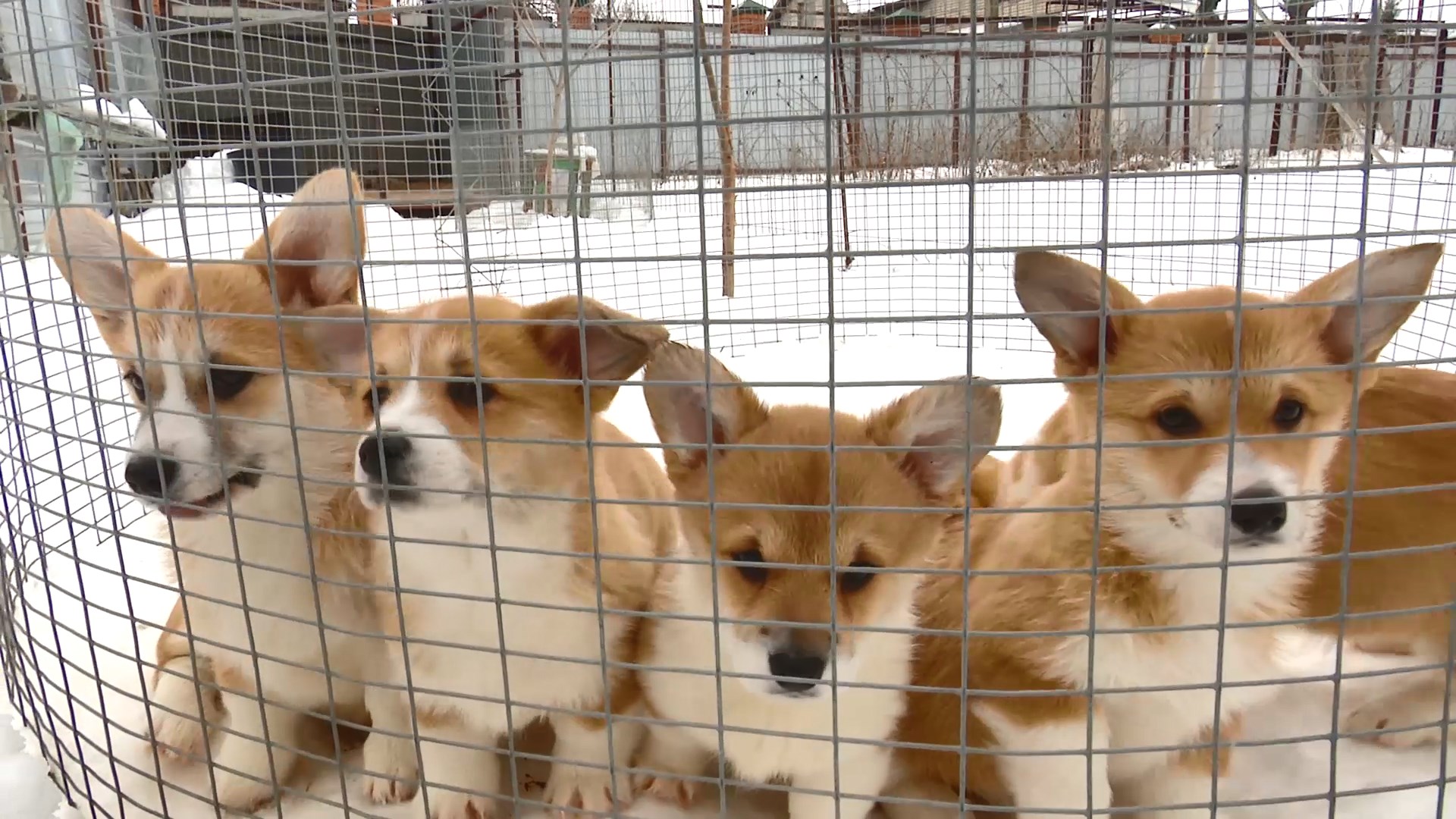 Обязательную регистрацию домашних животных могут ввести в России