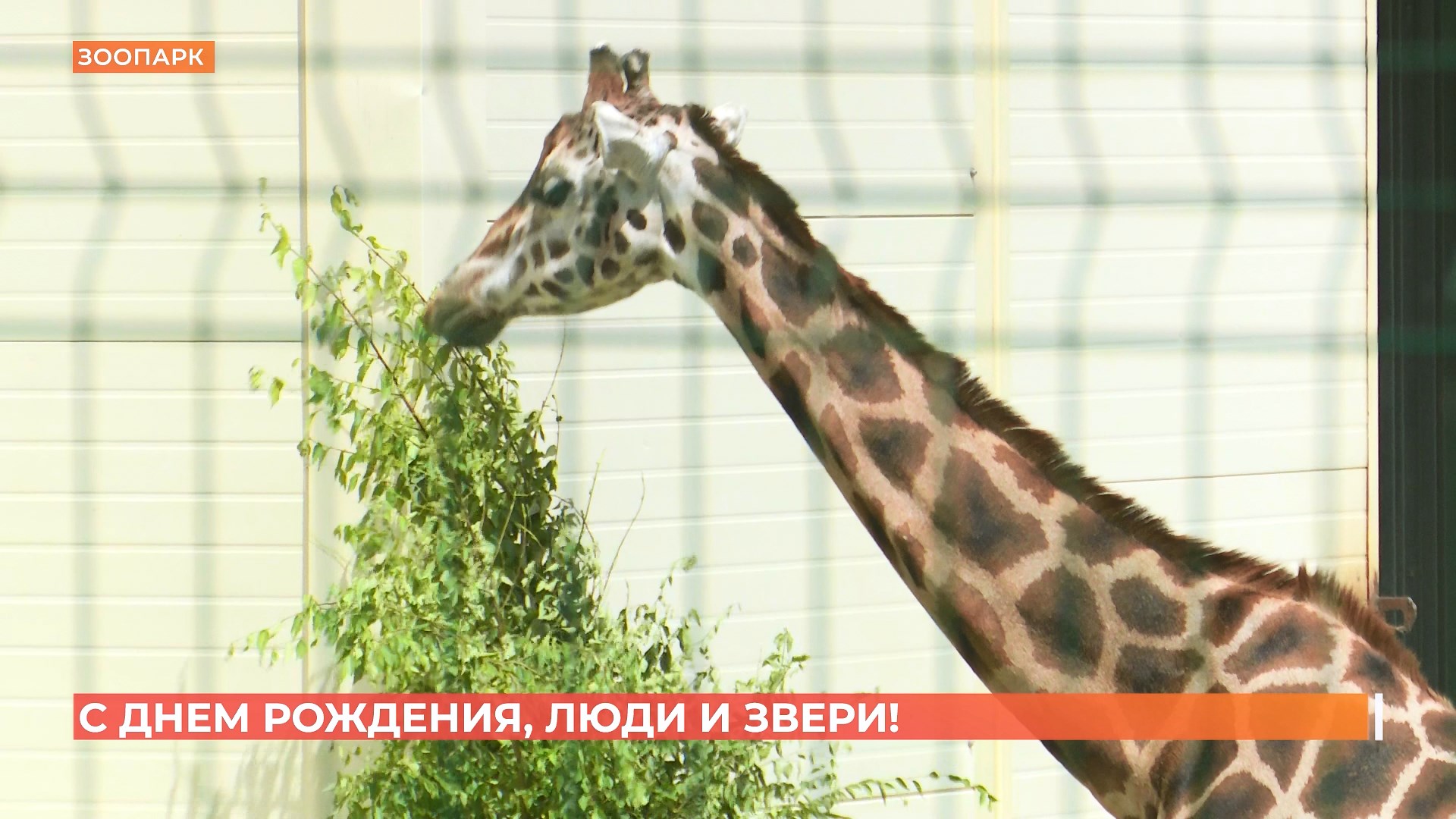 Ростовский зоопарк сегодня отметил 94-летие