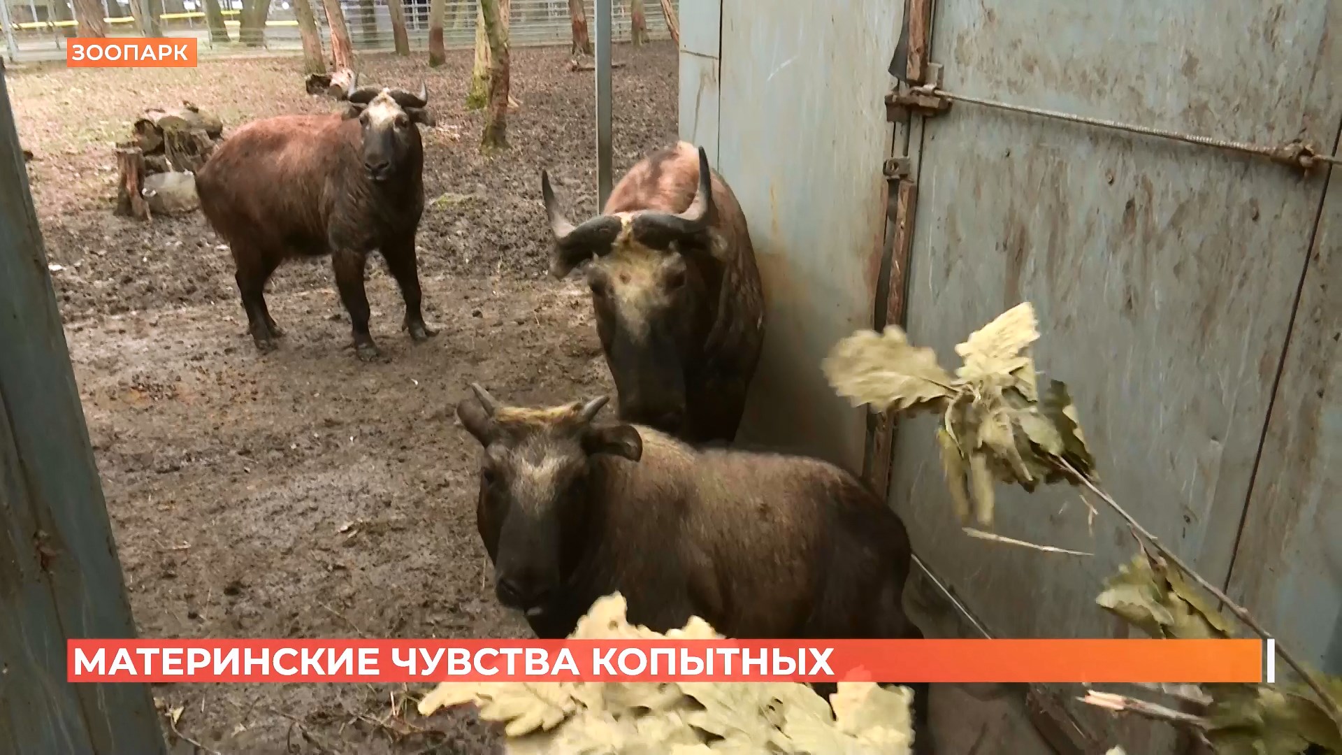 Самые ответственные мамы в мире животных живут в Ростове