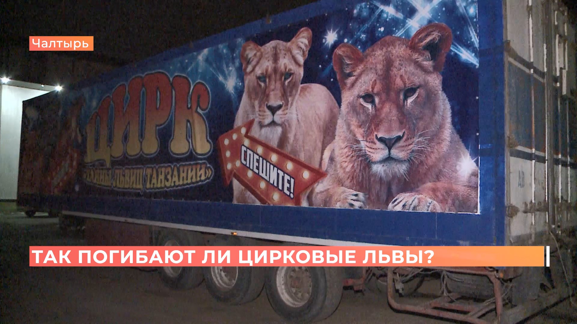 Ростовские зоозащитники просят спасти животных передвижного цирка
