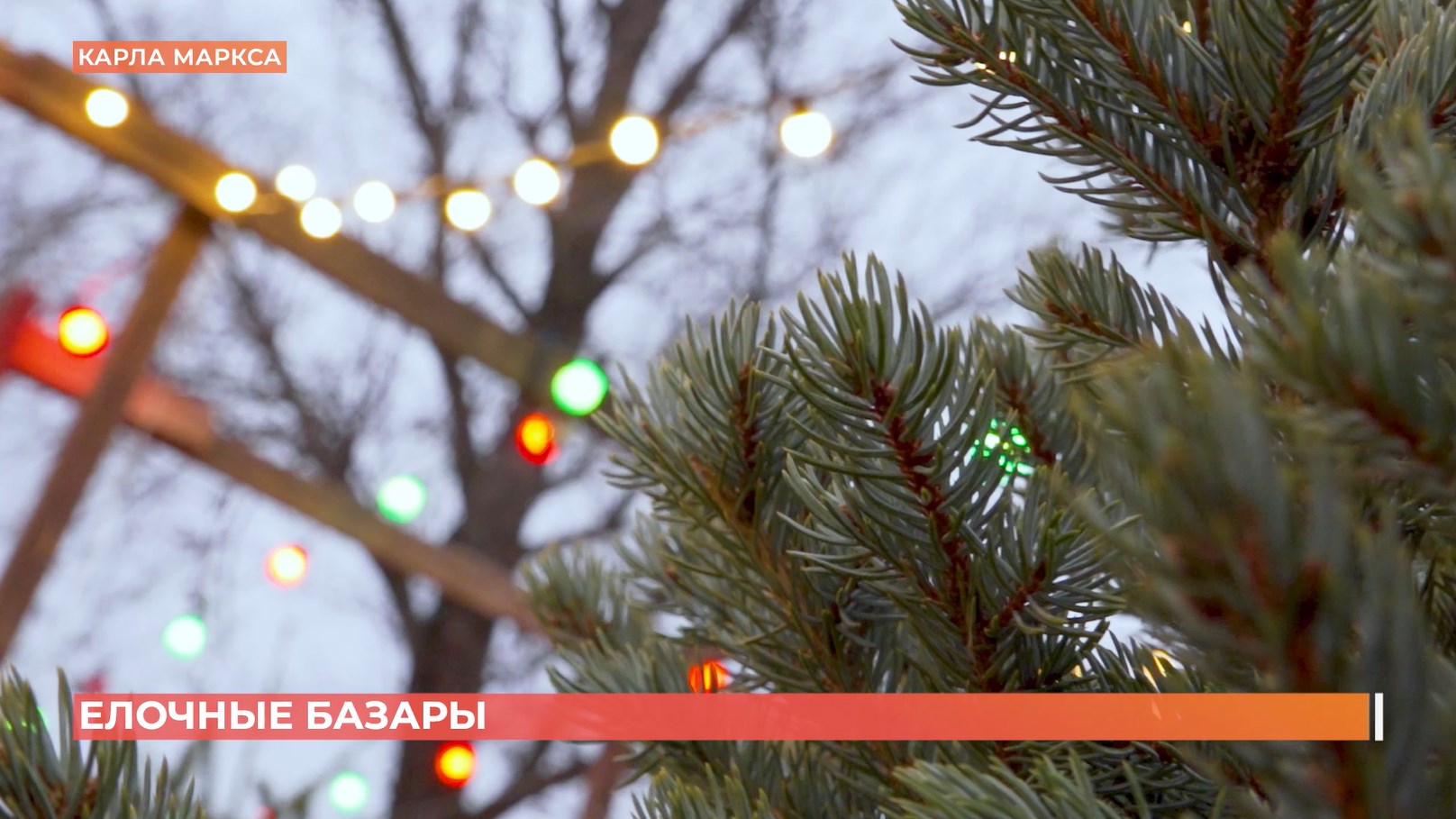 Ростовские елочные базары: цены на сосны, елки, пихты