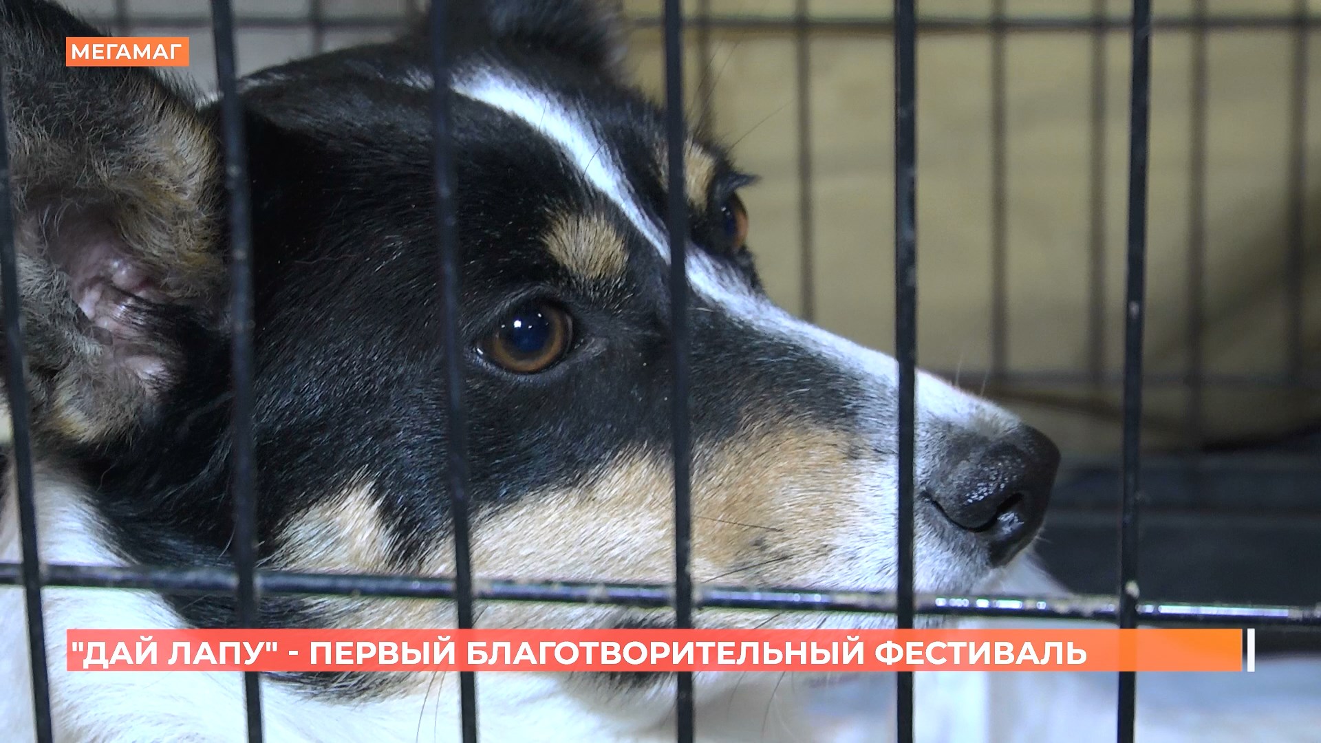 Новый благотворительный фестиваль по пристрою животных прошел в Ростове