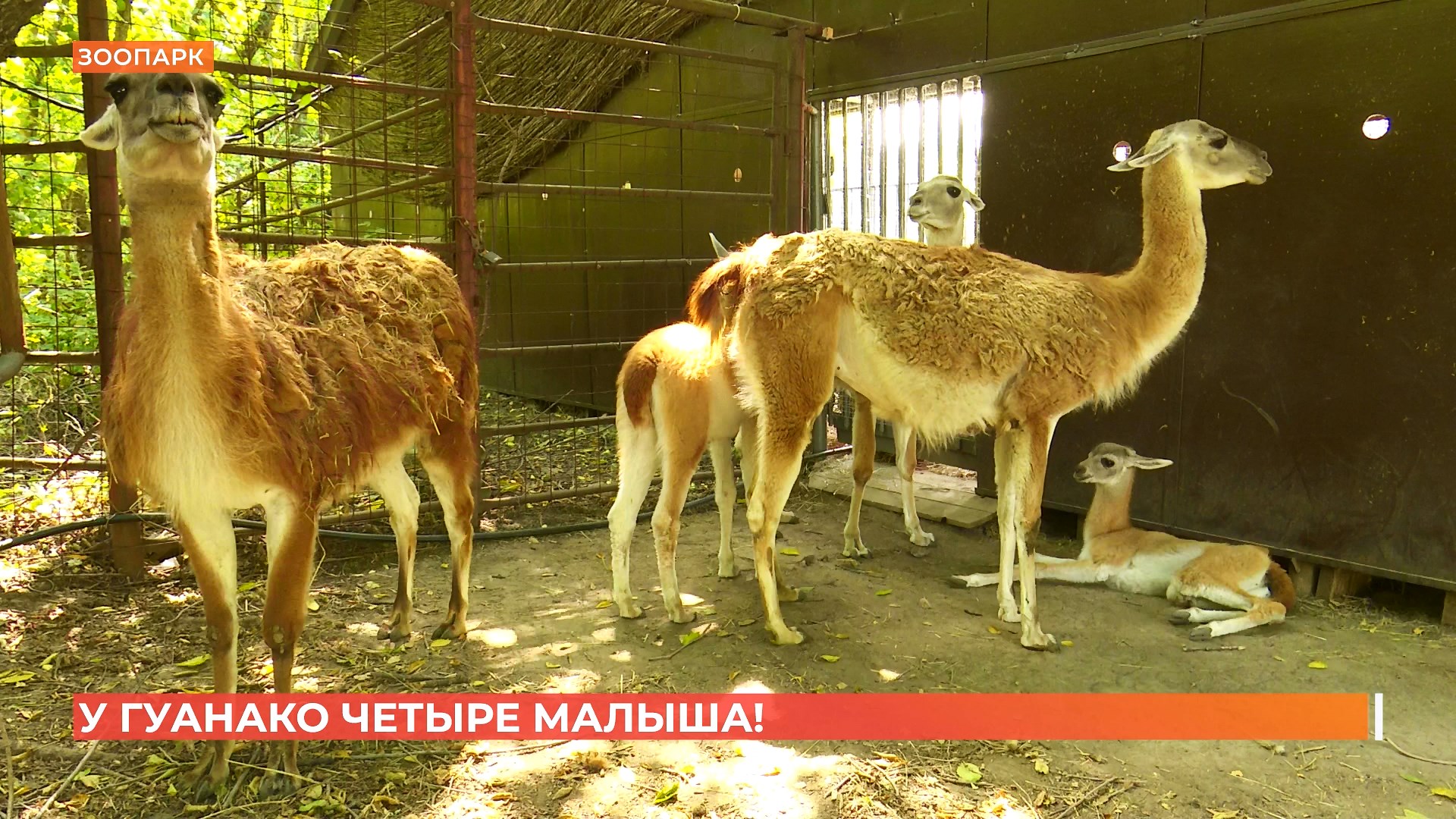 4 малыша гуанако родились в ростовском зоопарке