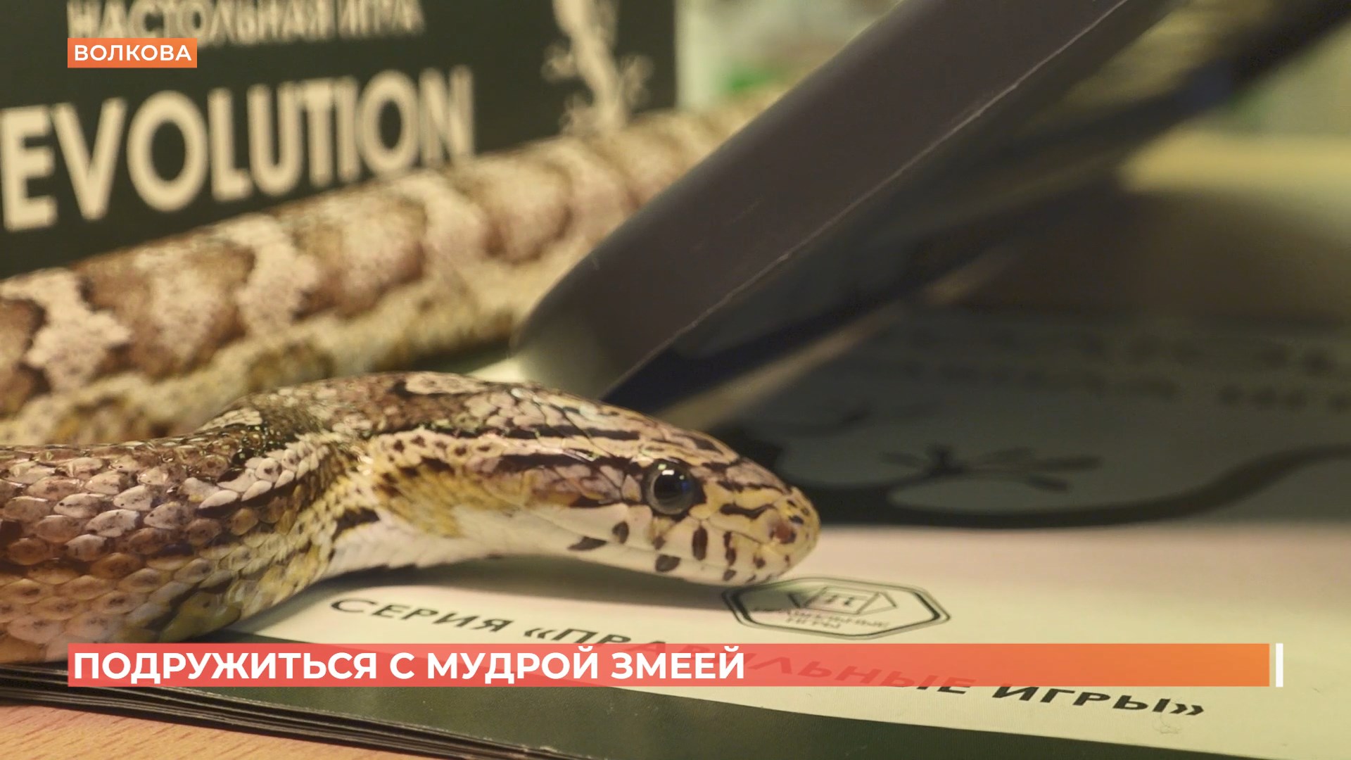 В Ростове и на Дону. LIFE. Год змеи