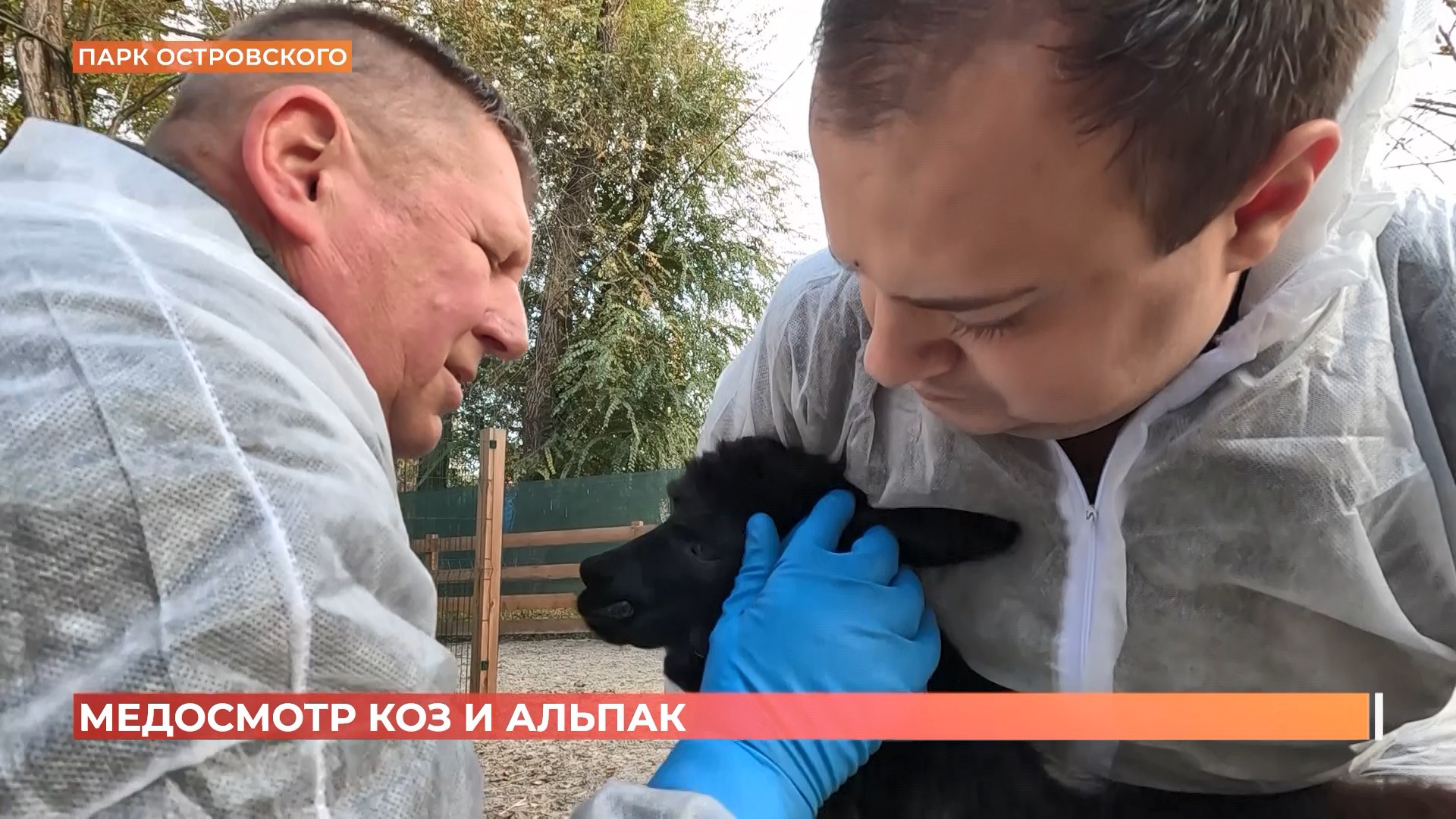 Альпаки и козы в парке Островского прошли медосмотр