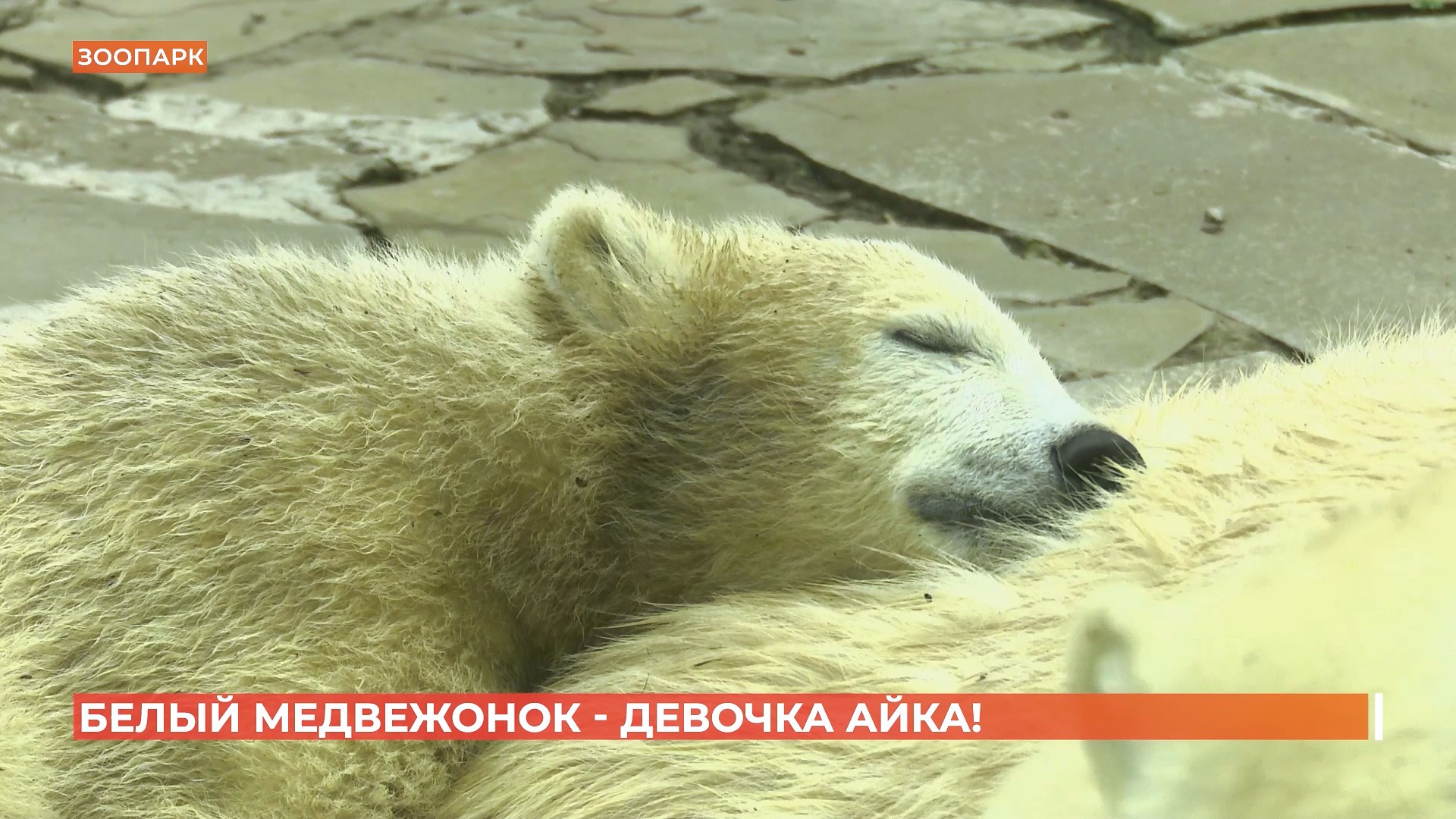 Назвали Айкой: ростовский медвежонок оказался девочкой