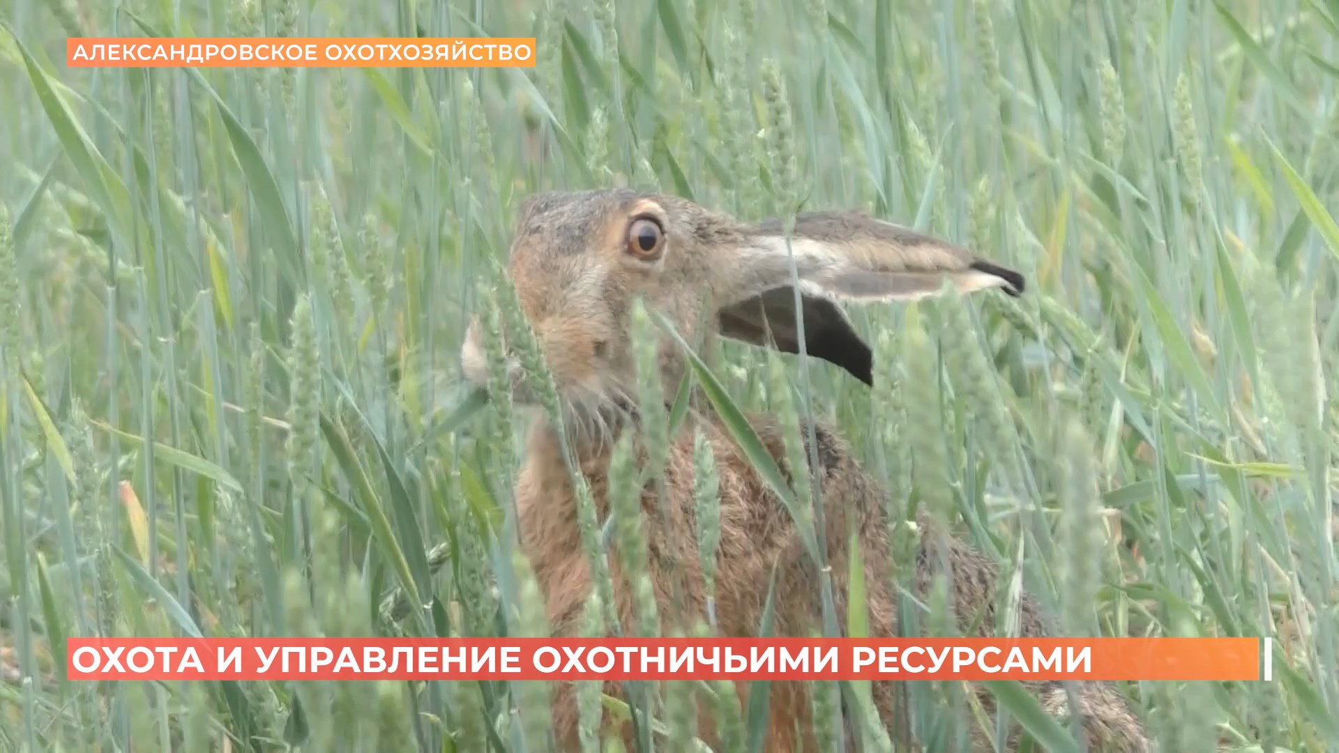 Охота и управление охотничьими ресурсами в Ростовской области