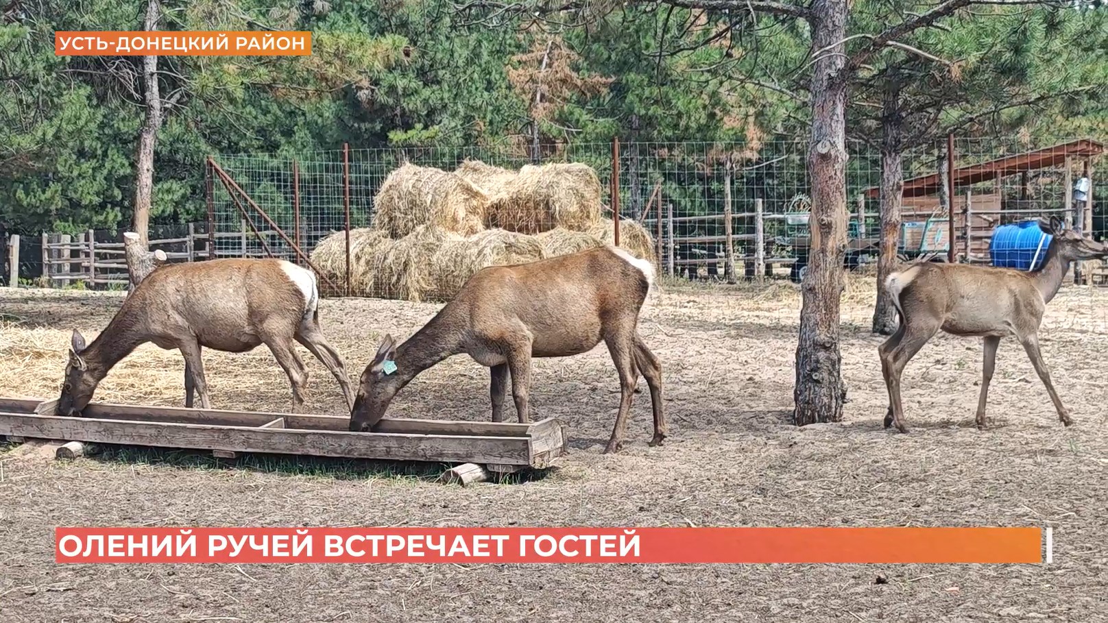 Олений ручей встречает гостей