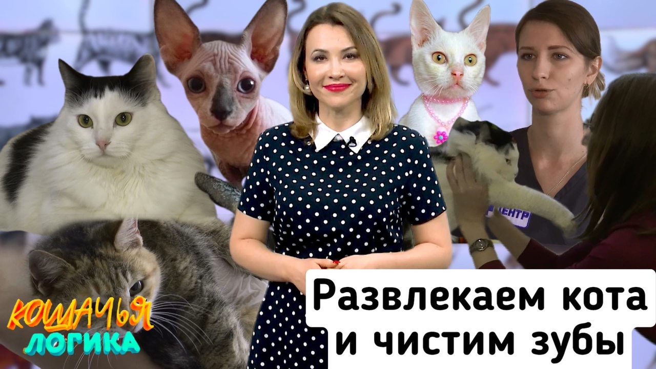 Кошачья Логика: нужно ли чистить зубы котам