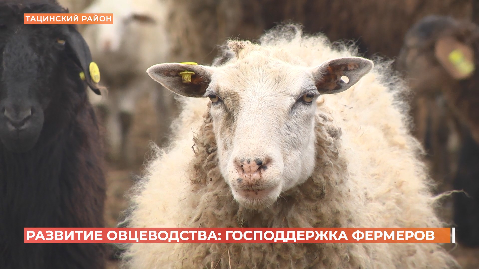 Хозяйство в Тацинском районе планирует расширяться при помощи господдержки