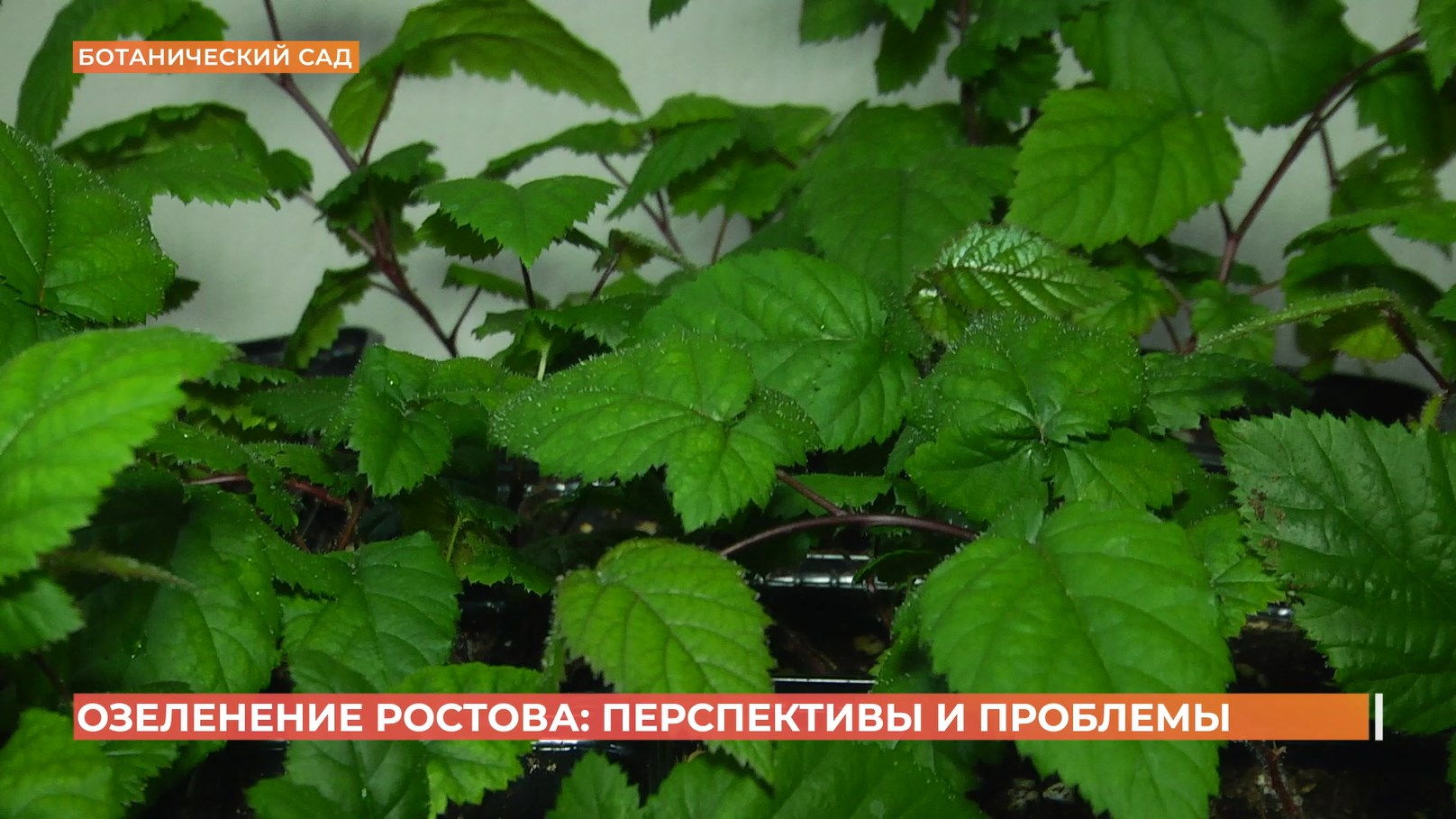 Перспективы озеленения Ростова рассмотрели в ботаническом саду