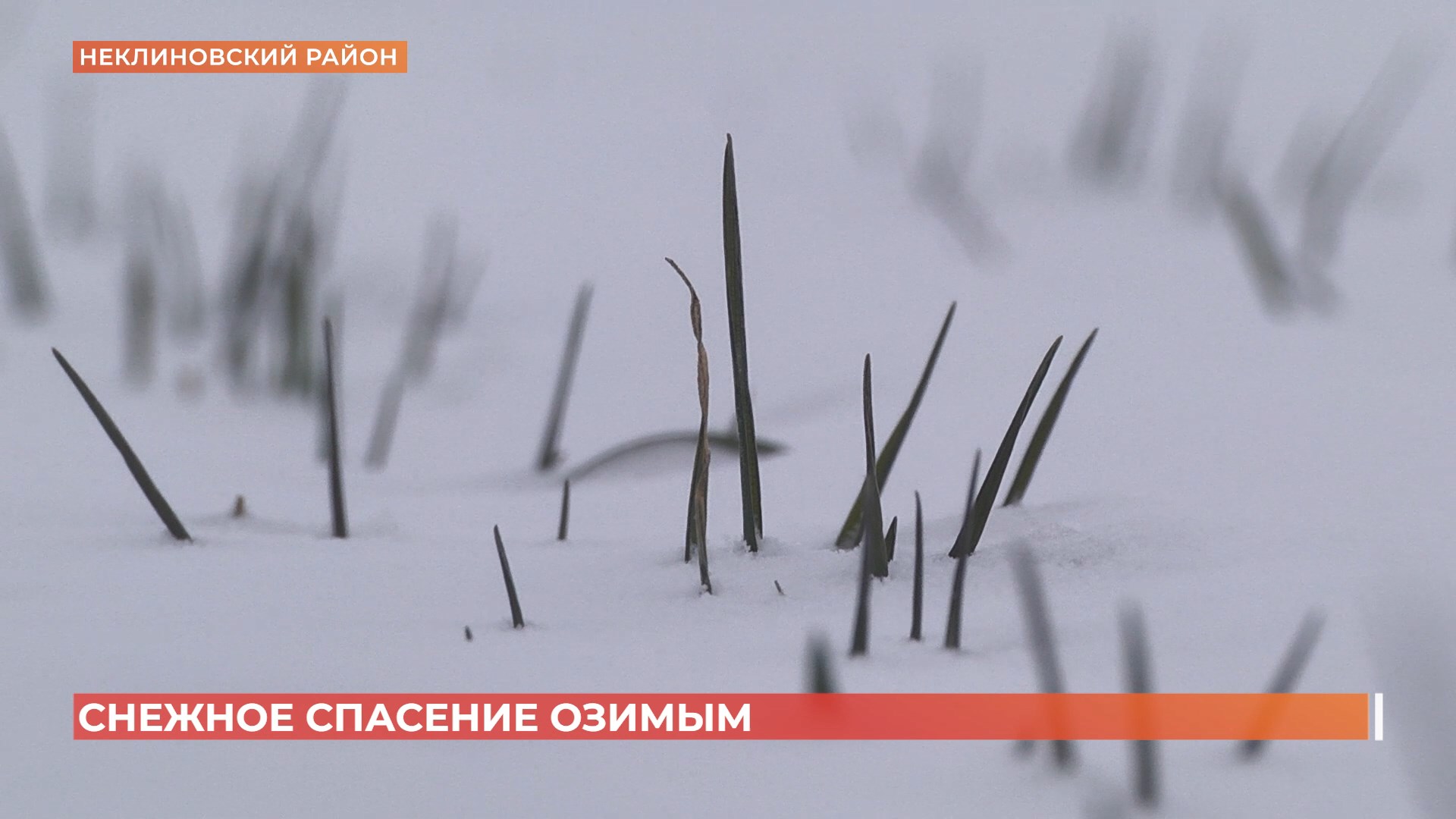 Снег в Ростовской области — спасительная влага для озимых