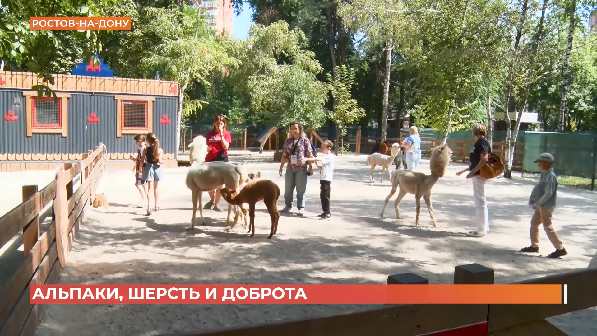 Россельхознадзор проверил ростовский парк альпак