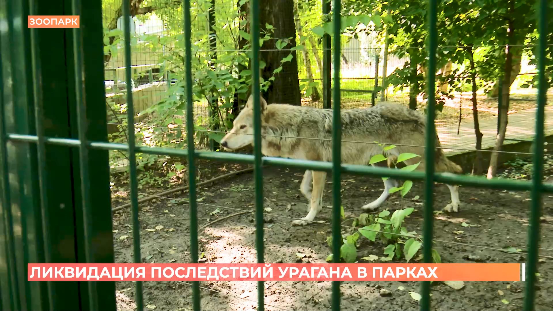 Ураган позади: Ростов спасает свои парки и зоопарк