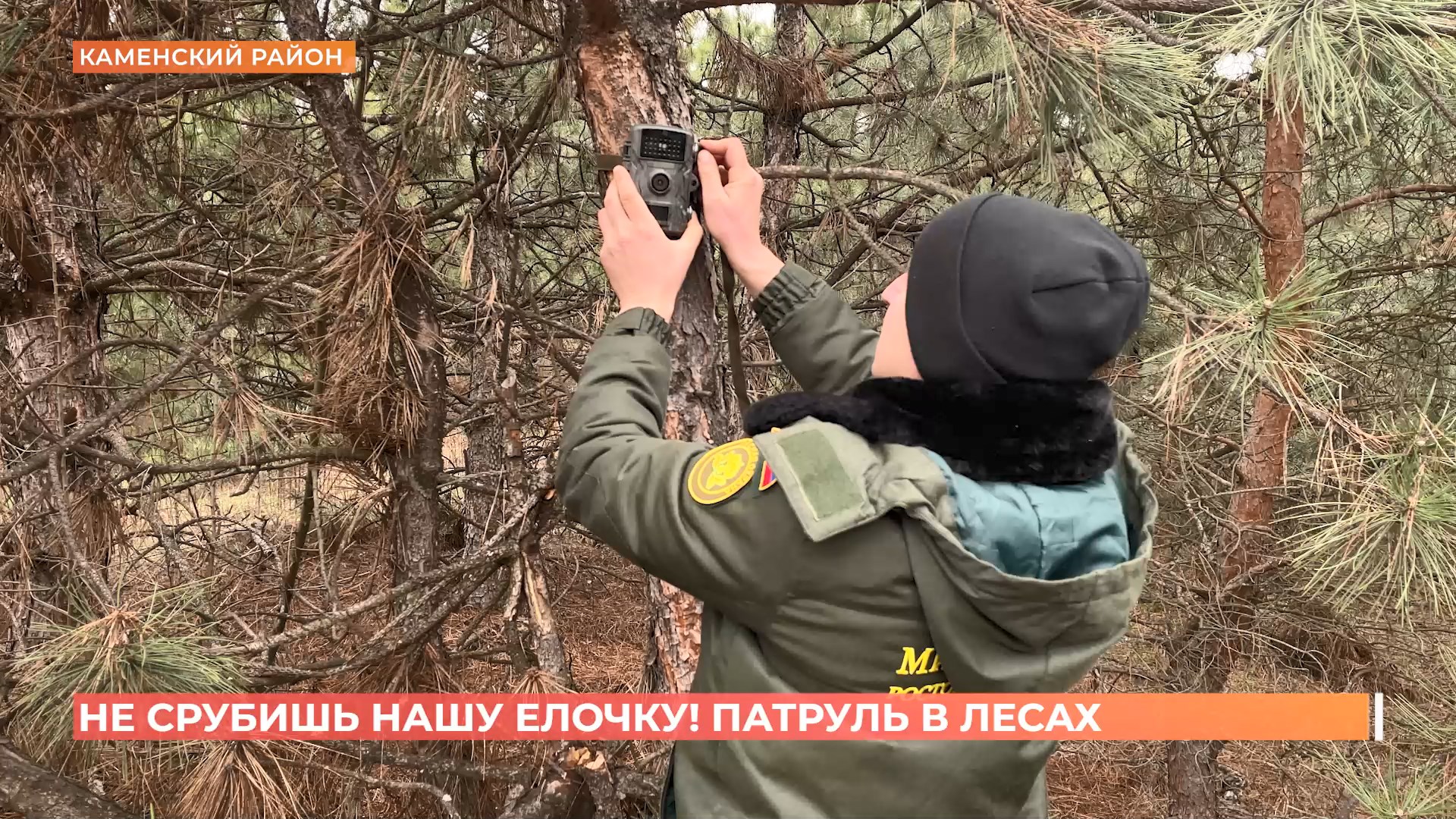 На Дону для сохранности хвойных лесов перед Новым годом усилено патрулирование