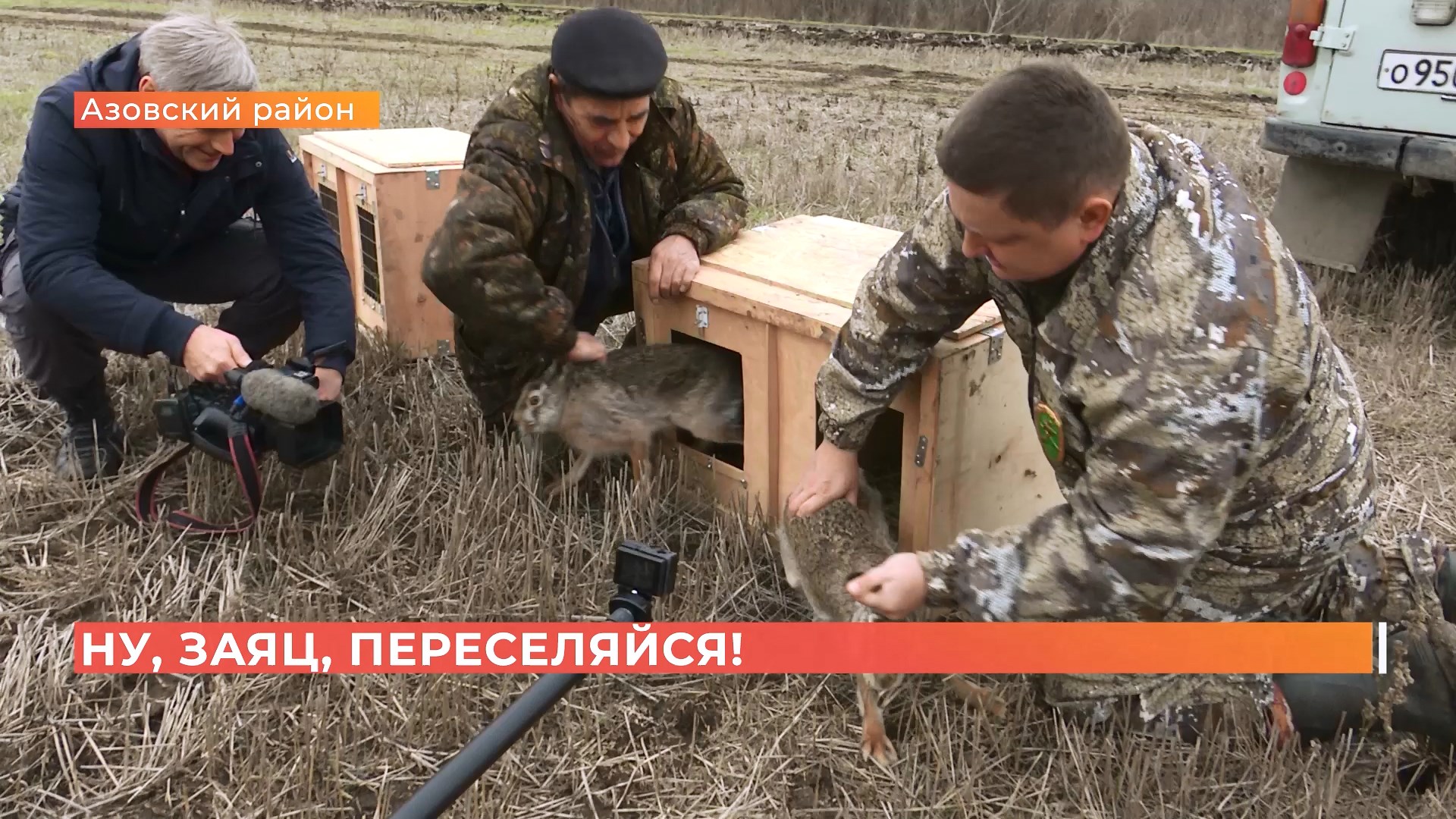 Зайцев-русаков переселили в азовские поля