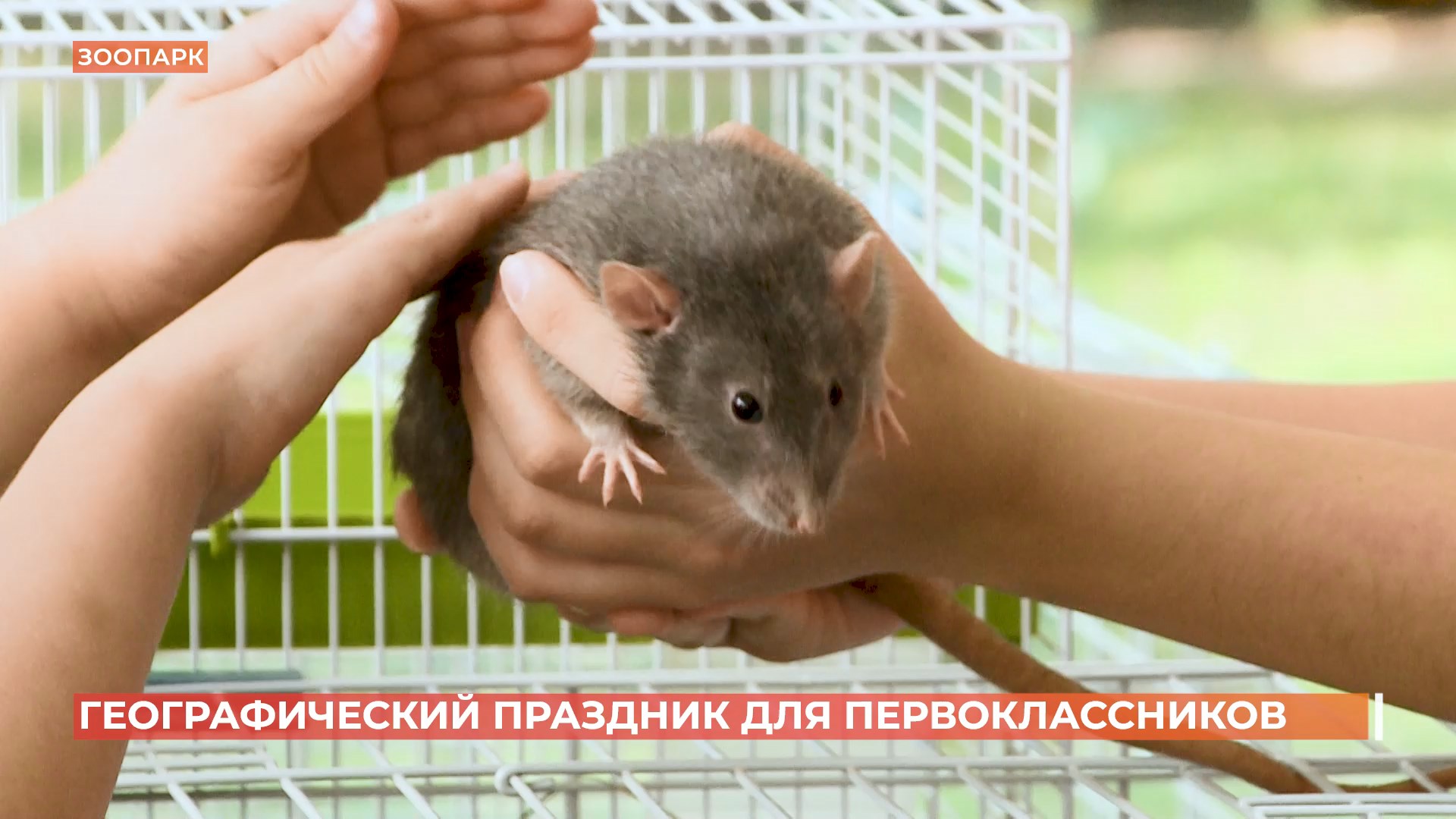Географический праздник провели перед Днем знаний в ростовском зоопарке