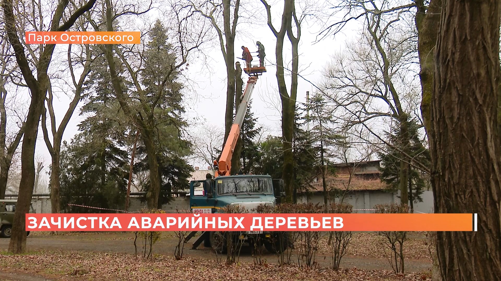 Полторы сотни деревьев спилят в парке Островского