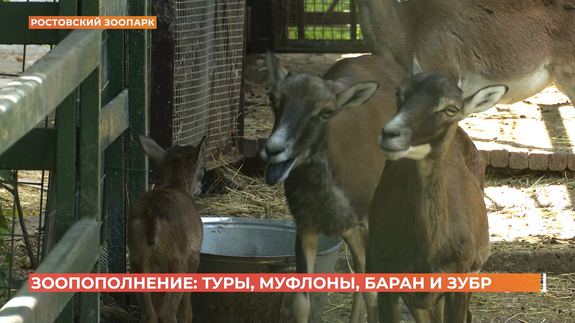 В Ростовском зоопарке настоящий бейби-бум копытных