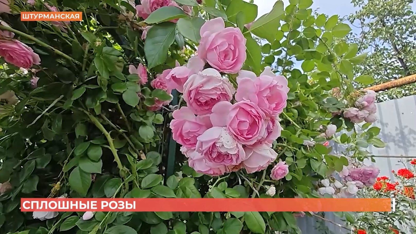 Сплошные розы в одном из ростовских дворов