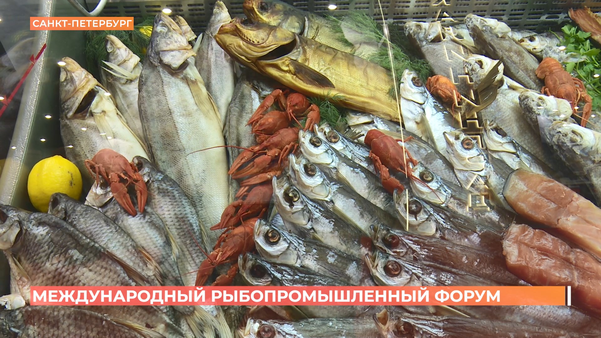 Комплекс предприятий по производству кормов для ценных рыб, выращиванию форели и осетровых создается в Ростовской области