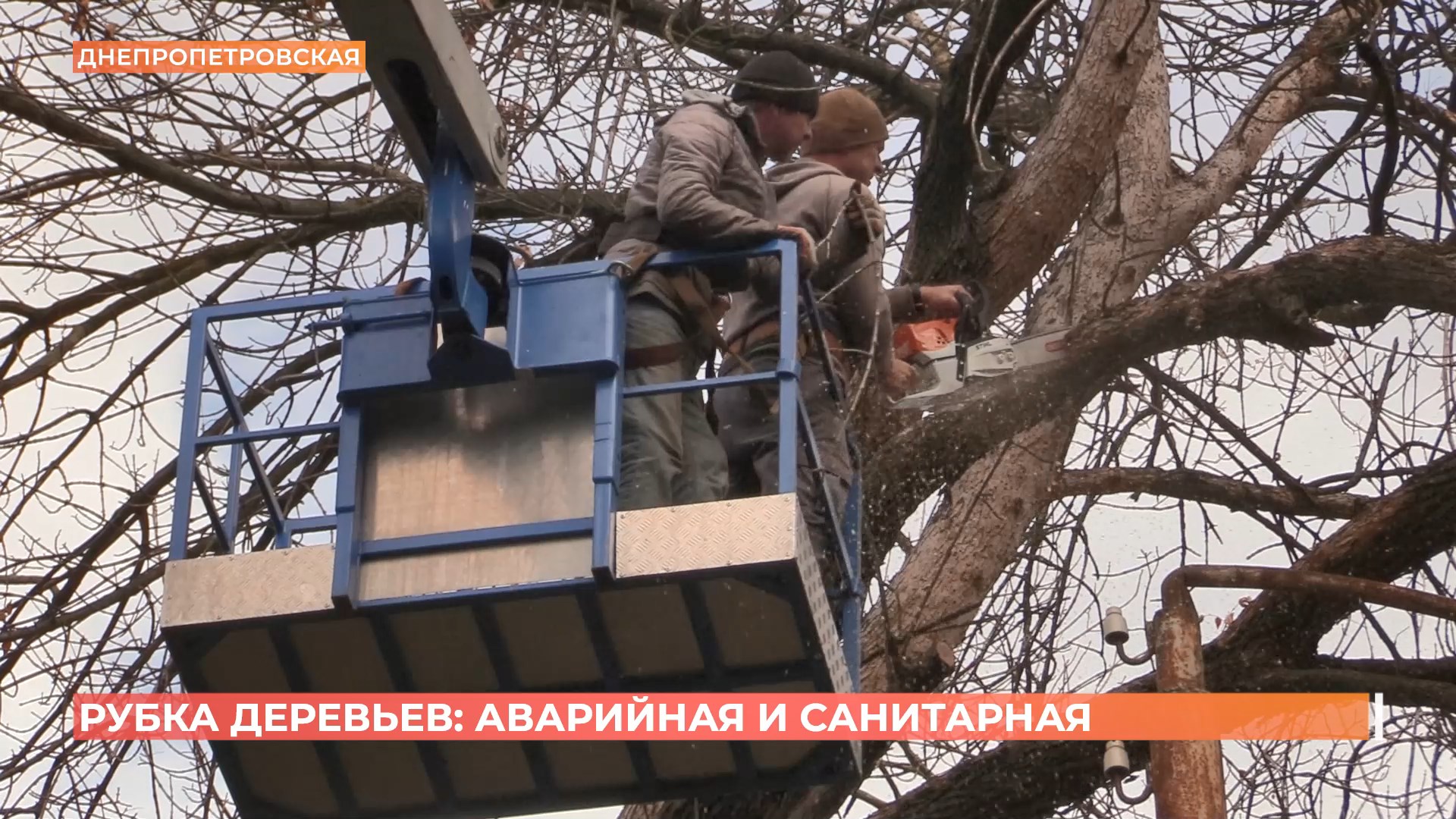 Рубка деревьев в Ростове: аварийная и санитарная