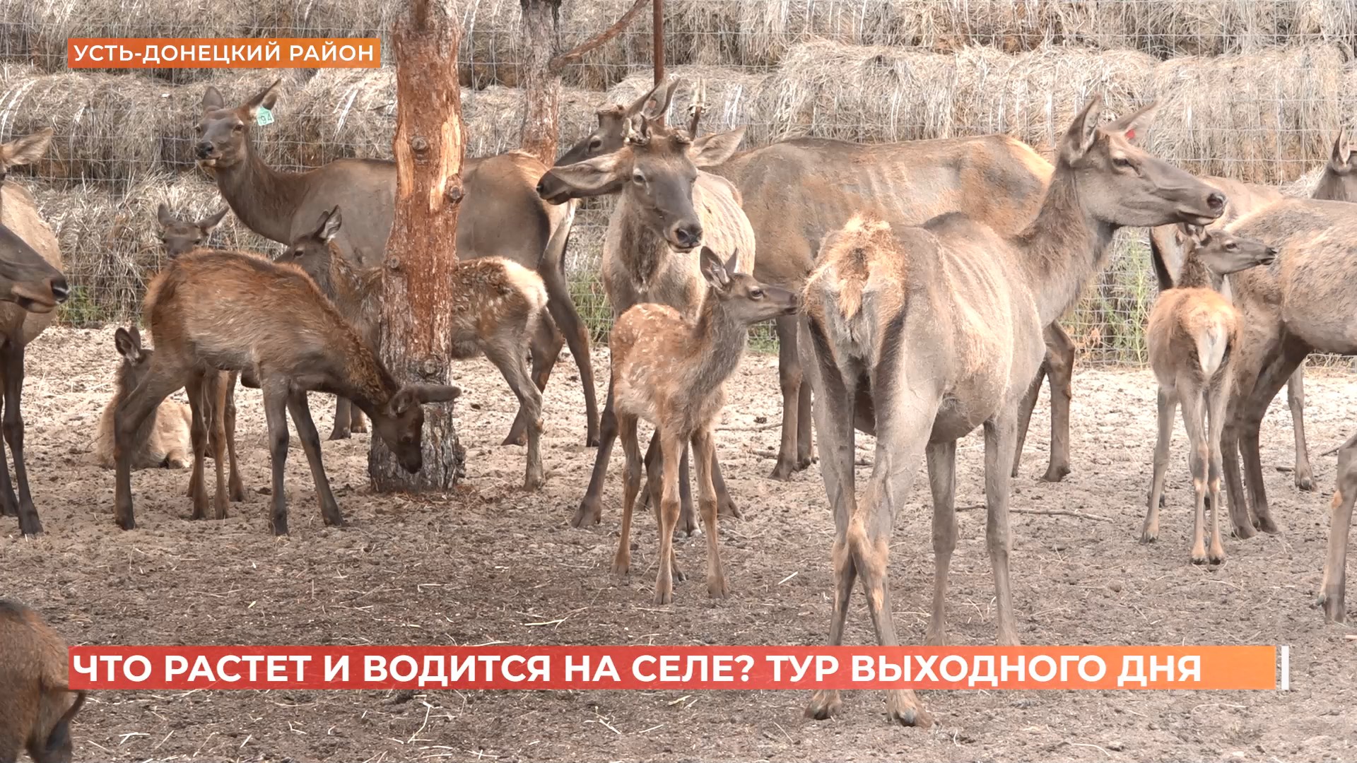 Развитие сельского туризма на Дону