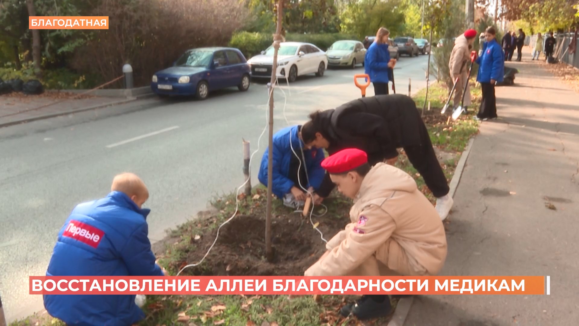 24 юных шаровидных клёна дополнили аллею славы и благодарности медикам на Благодатной улице Ростова